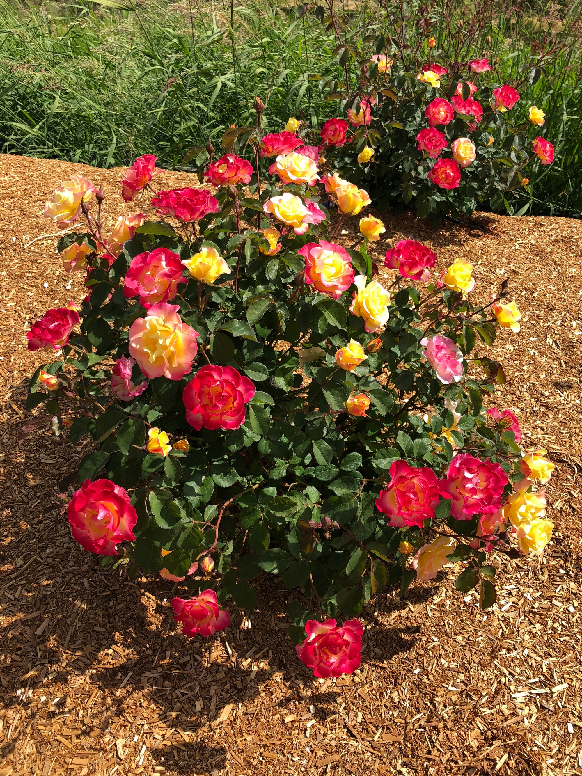 Rosa Gumball Goody VLR12062 USPPAF, CPBRAF Gumball Goody Rose