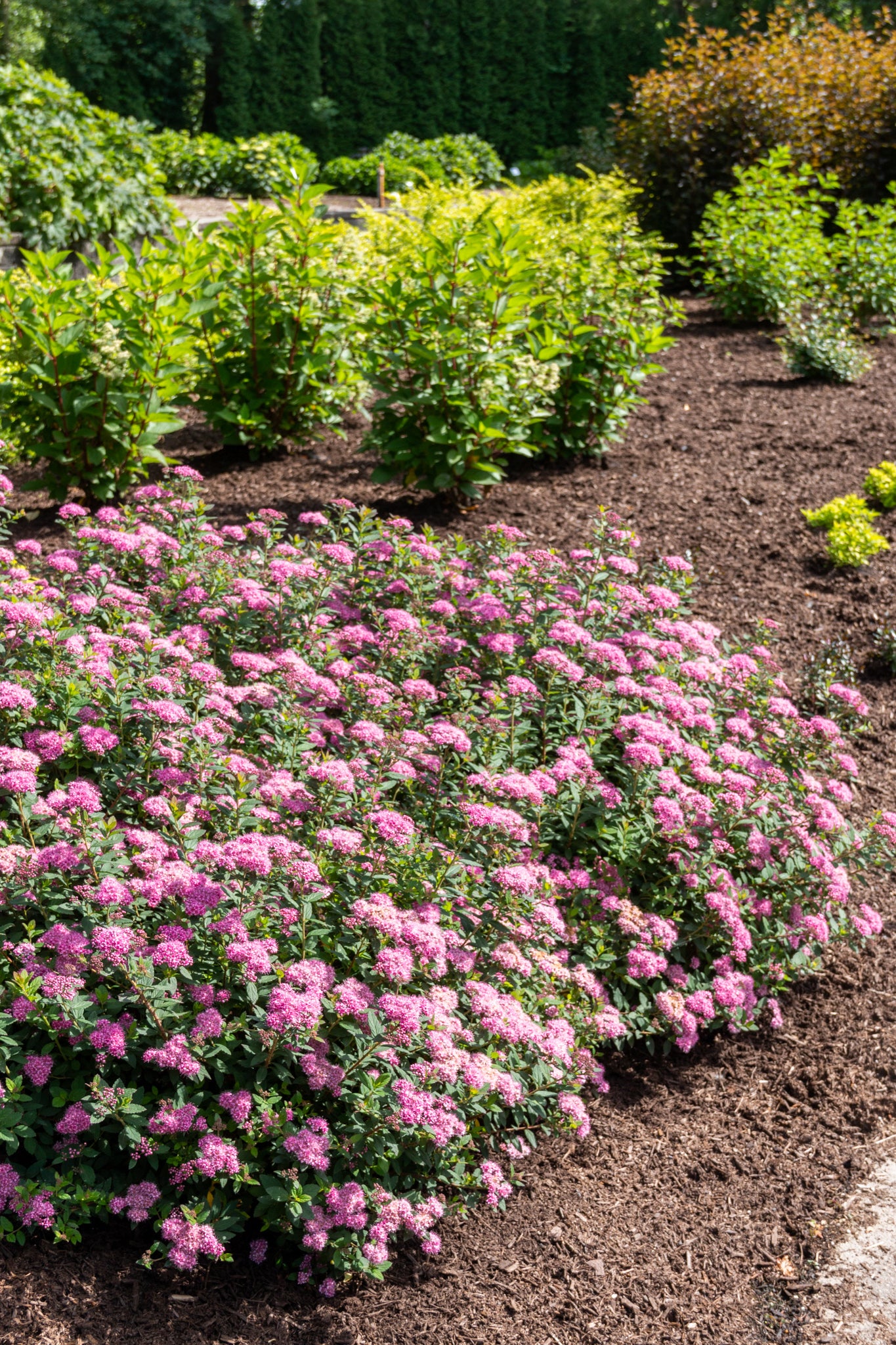 Spiraea japonica Poprocks Petite Odessa USPP28508, CPBRAF Poprocks Petite Spirea