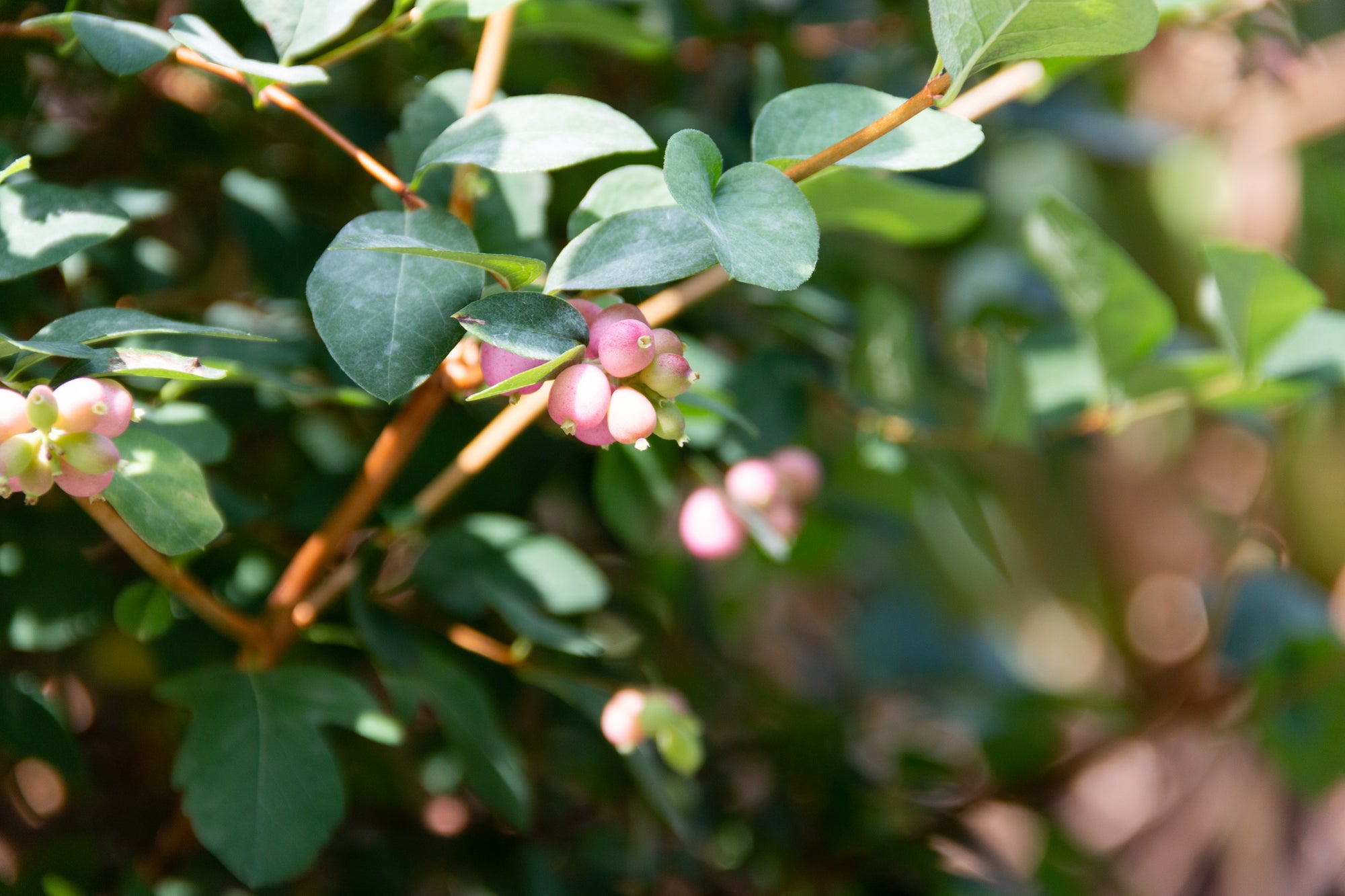 Symphoricarpos doorenbosii Pinky Promise Kolmpica USPPAF, CPBRAF Pinky Promise Snowberry