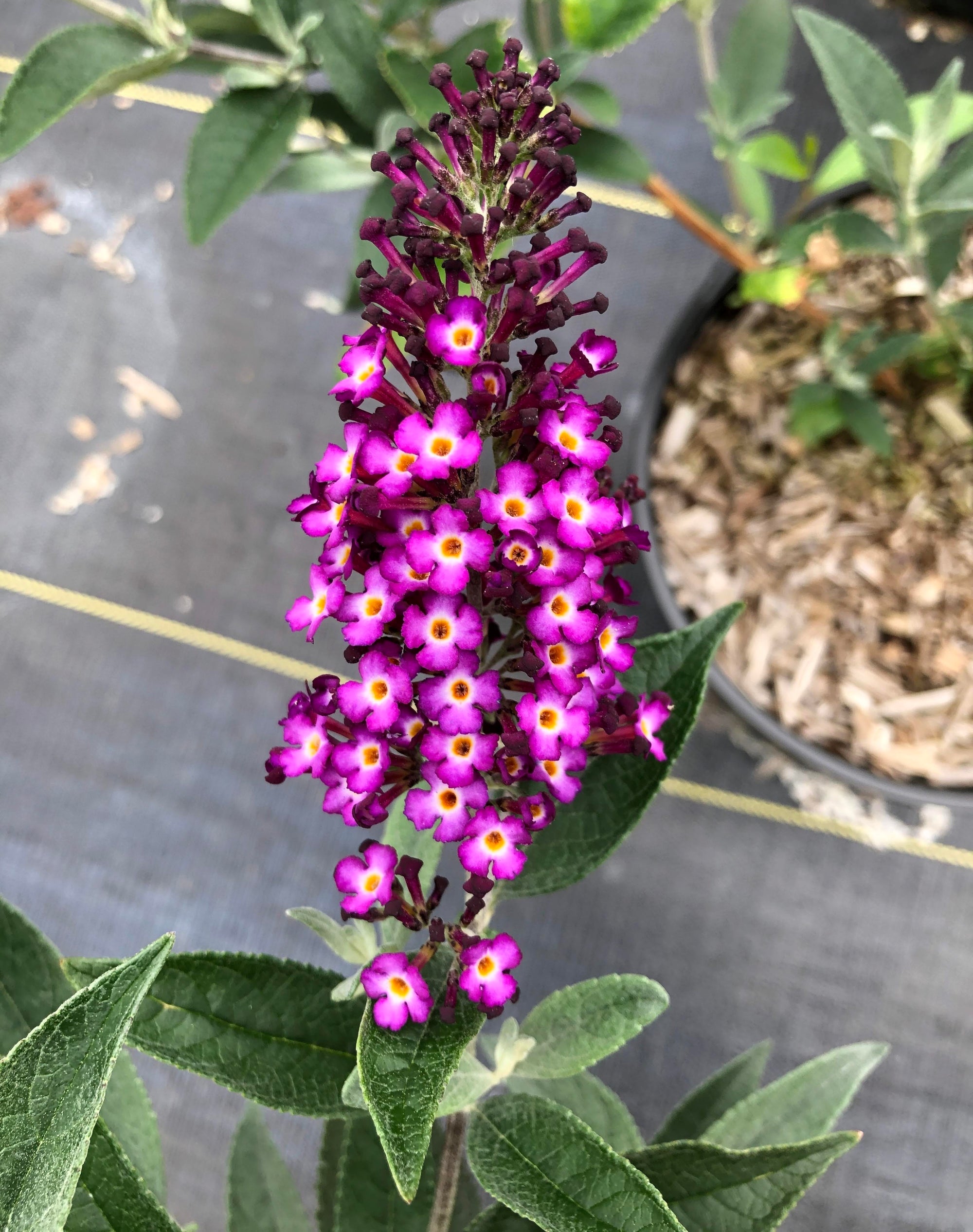 Buddleia x Blueberry Pie PODvb9 15 USPPAF, CPBRAF Blueberry Pie Butterfly Bush