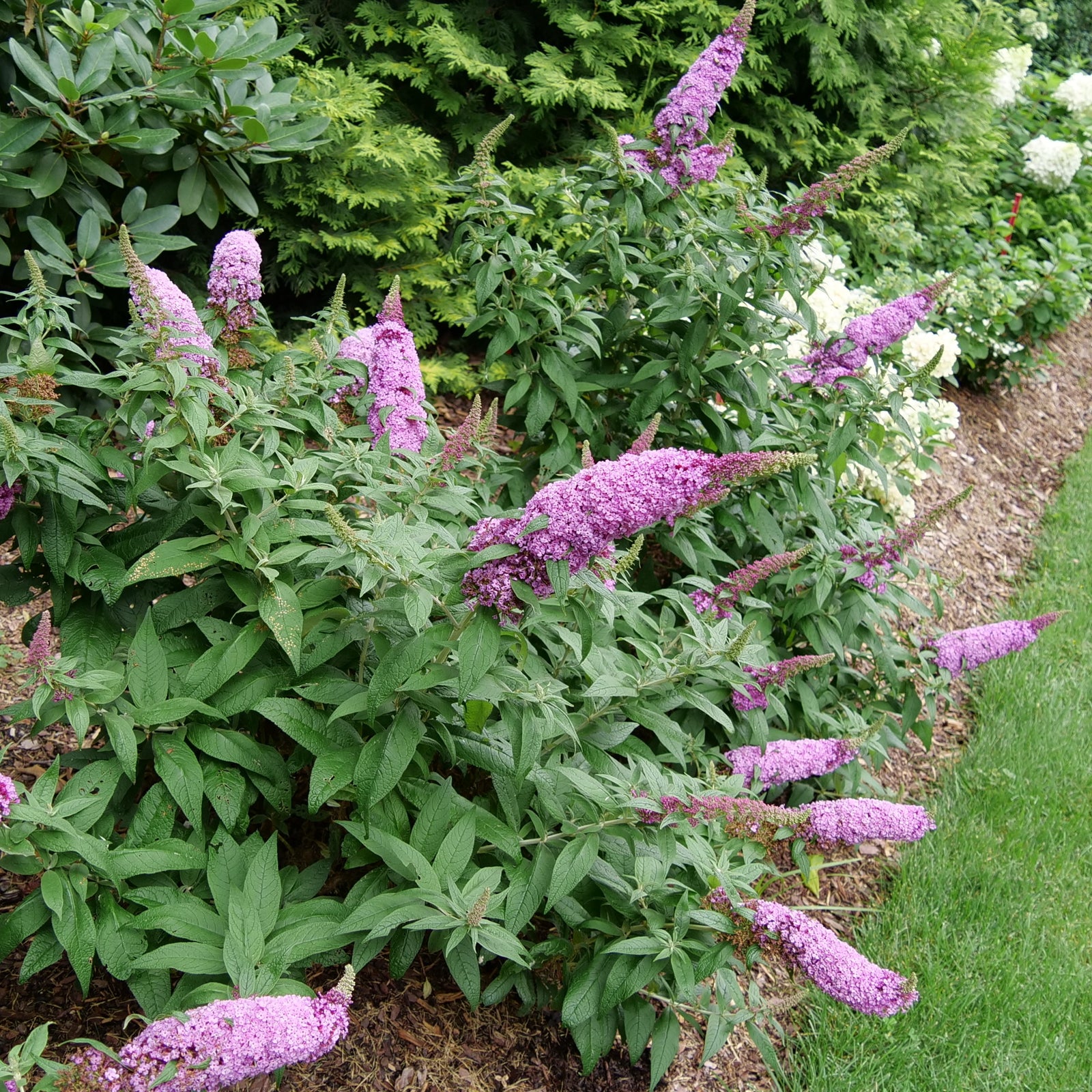 Buddleia x Pugster Pinker SMNBDB USPP 33,565, Can PBRAF Pugster Pinker Butterfly Bush