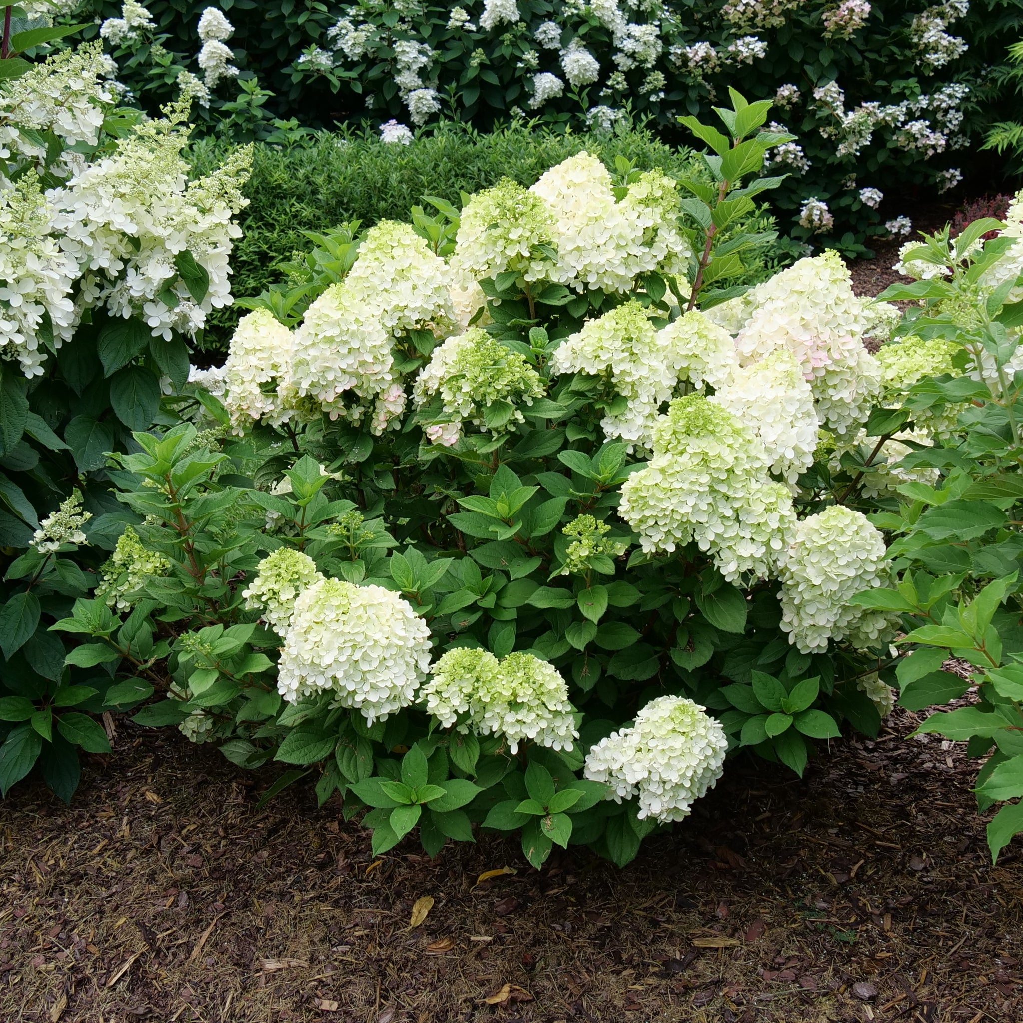 Hydrangea paniculata Little Lime Punch SMNHPH PP 33,207, Can PBRAF Little Lime Punch Panicle Hydrangea