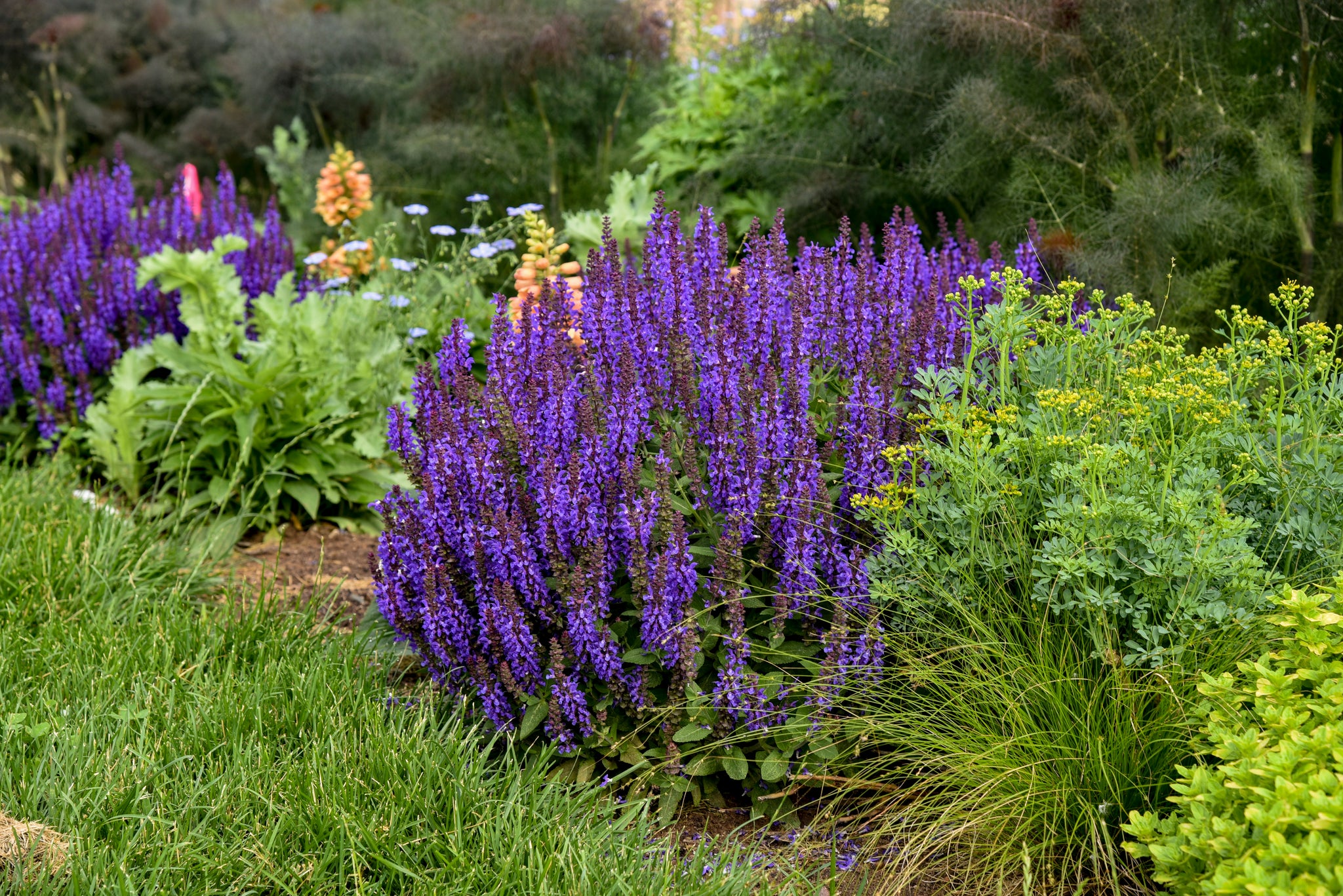 Salvia nemorosa Violet Profusion PP31467 CPBRAF Violet Profusion Salvia