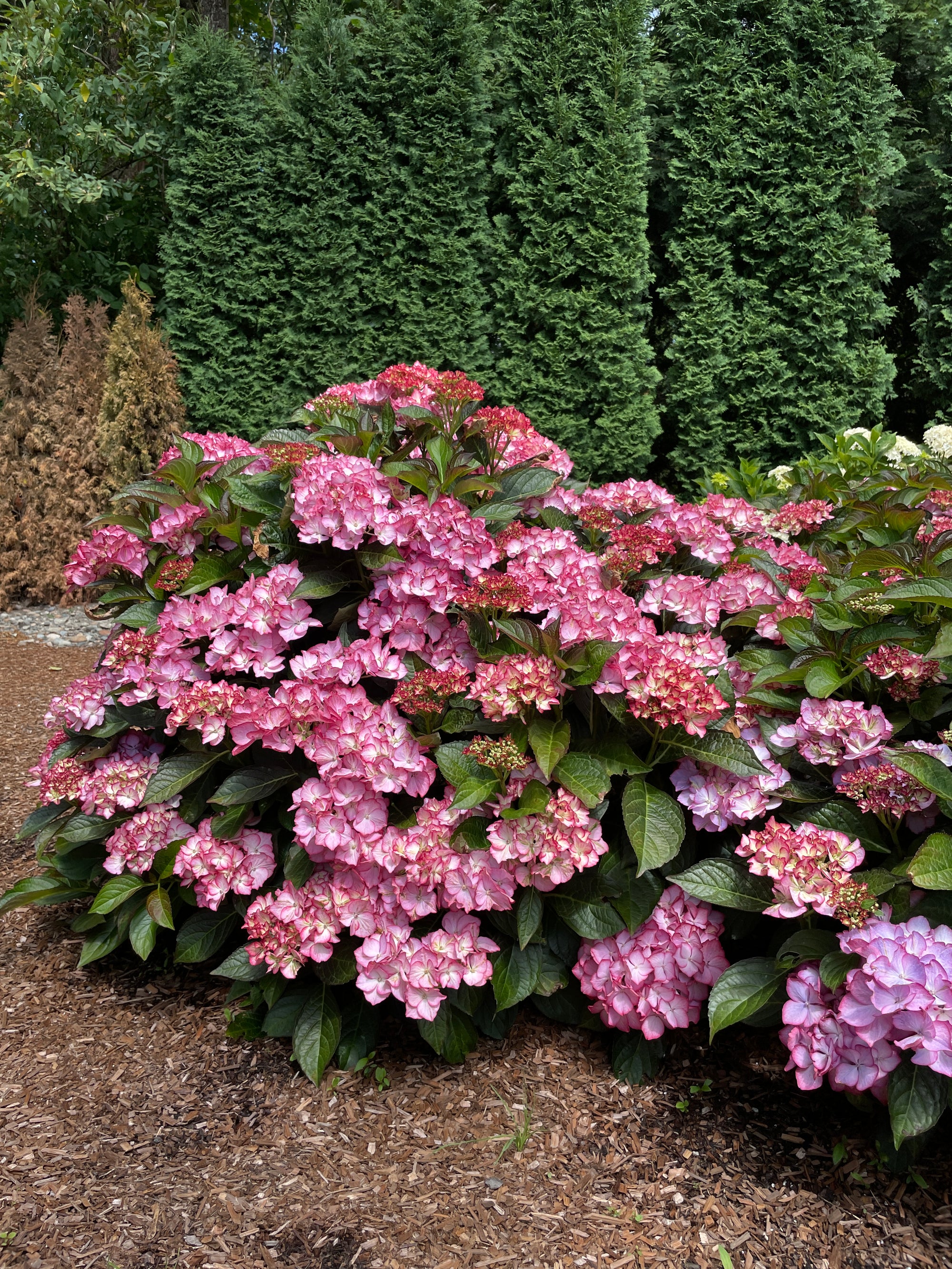 Hydrangea macrophylla Kimono Hokomabebos PPAF,CPBRAF Kimono Bigleaf Hydrangea