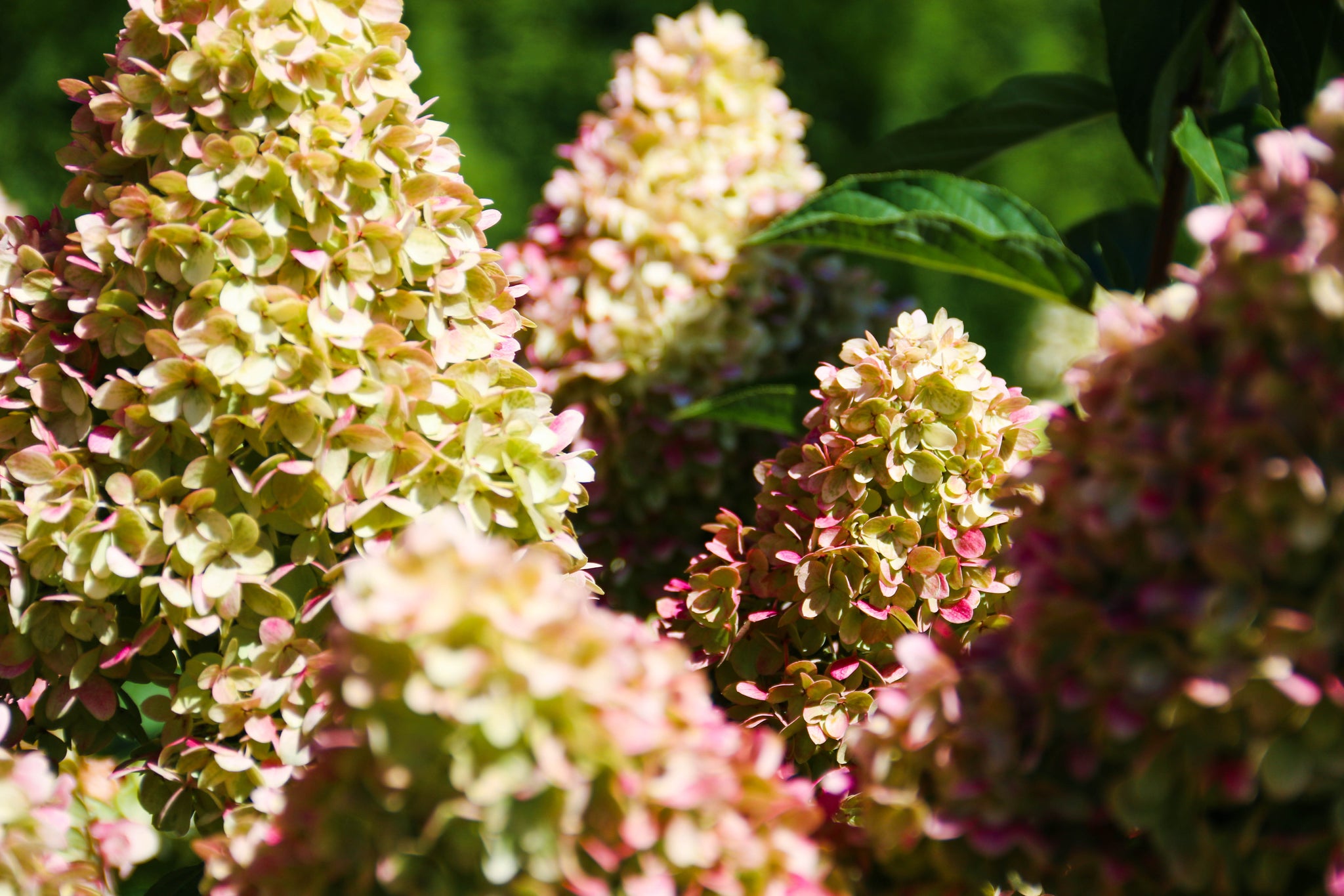 Hydrangea paniculata Dragon Baby HYLVI7522 USPPAF, CPBRAF Dragon Baby Hydrangea