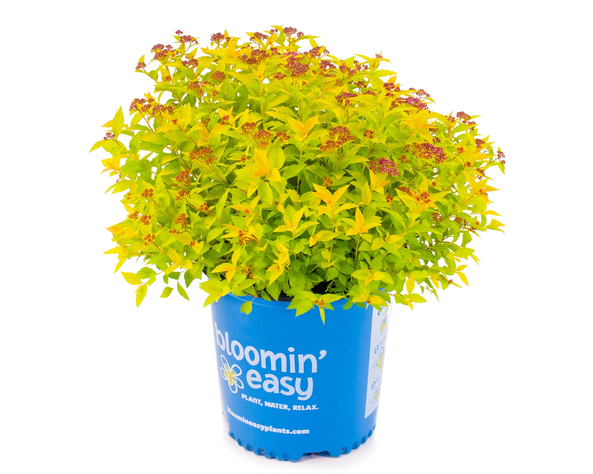 Spiraea japonica Pineapple Poprocks Golden select USPPAF, CPBRAF Pineapple Poprocks Spirea