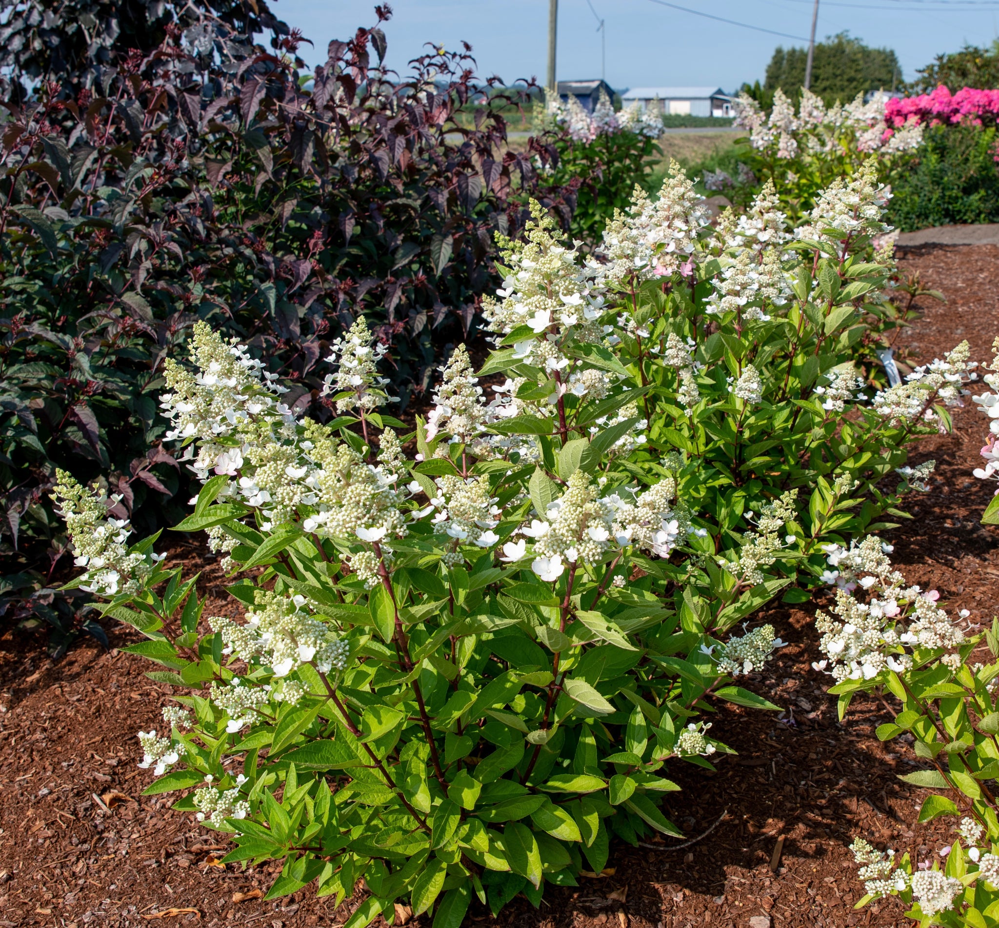 Hydrangea paniculata Flare Kolmavesu PP26,928 Flare Hydrangea