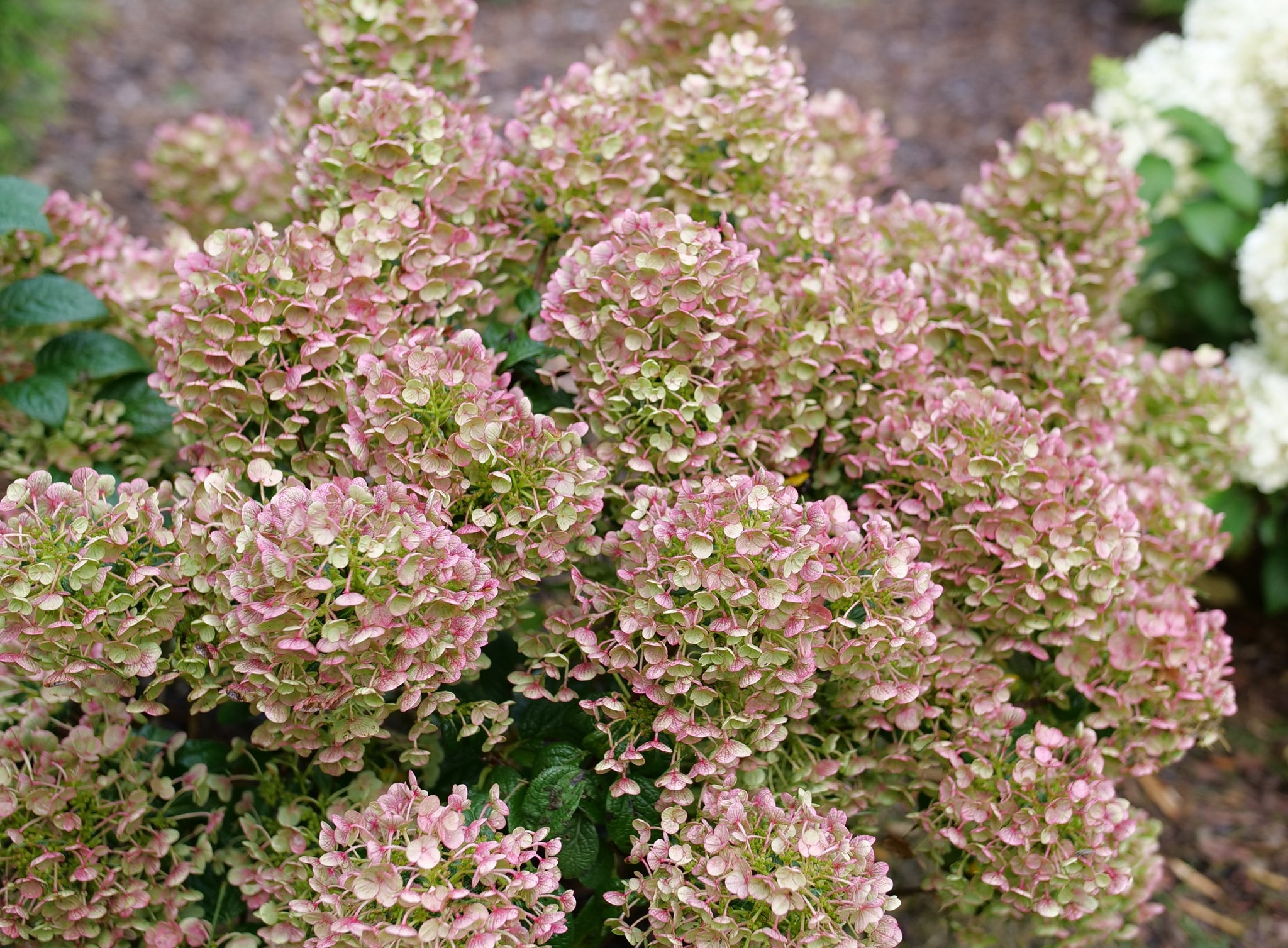 Hydrangea paniculata Tiny Quick Fire SMNHPSB USPP 34,468, Can PBRAF Tiny Quick Fire Panicle Hydrangea