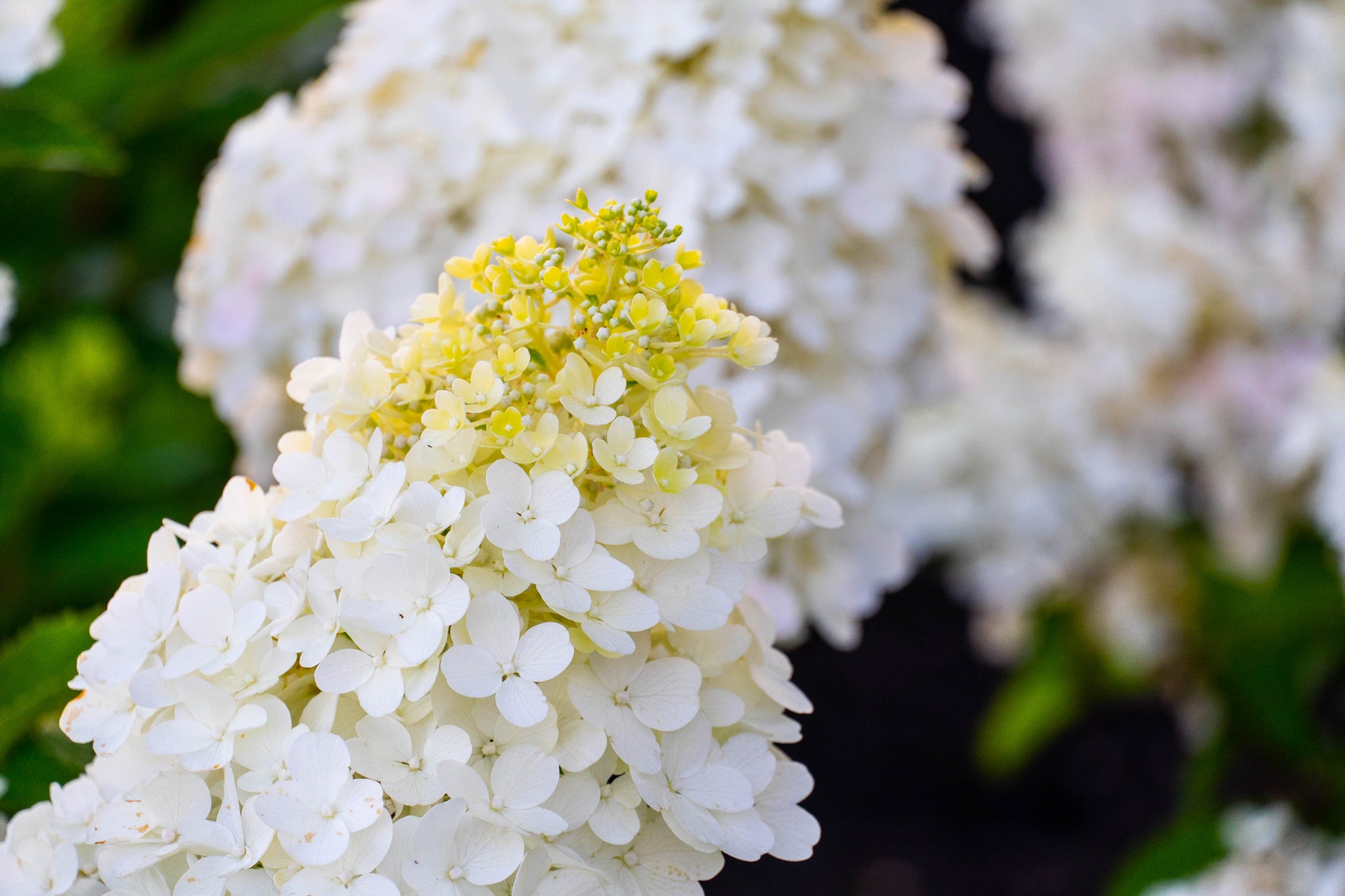 Hydrangea paniculata Bouncy Bokomabou PPAF Bouncy Panicle Hydrangea