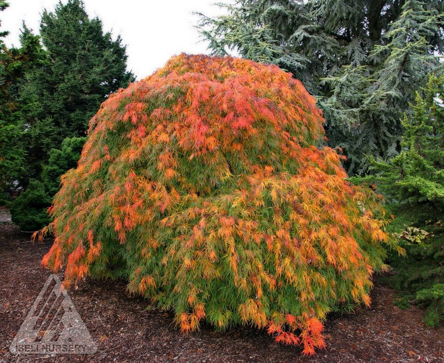 Acer palmatum dissectum Viridis Green Cutleaf Japanese Maple