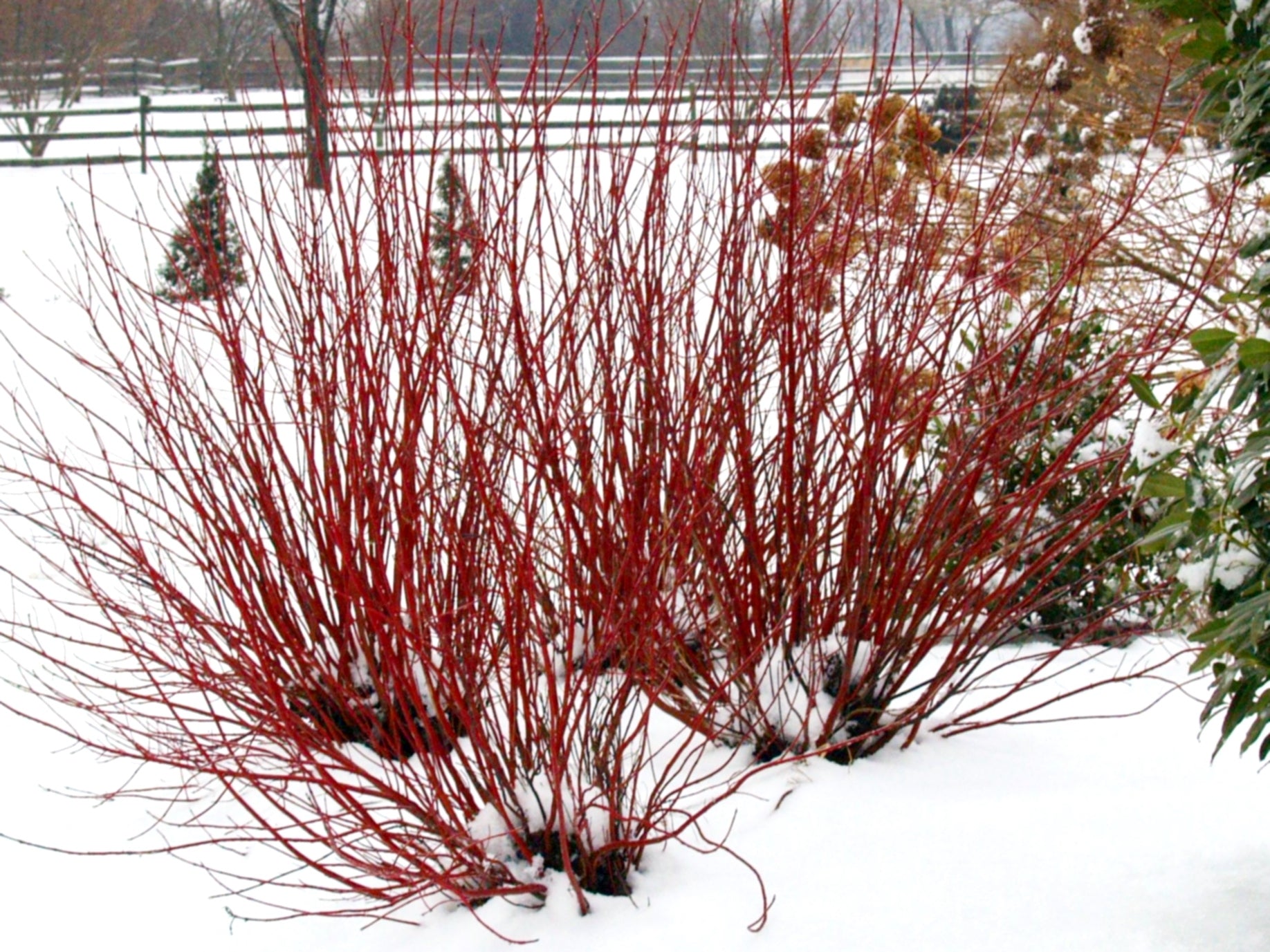 Cornus sericea Arctic Fire Farrow PP18523 Arctic Fire Dogwood