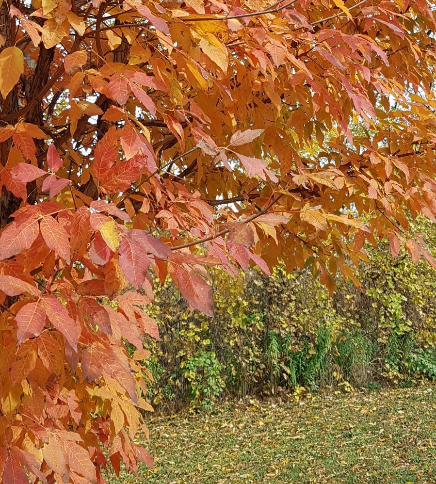 Acer triflorum Three flower Maple