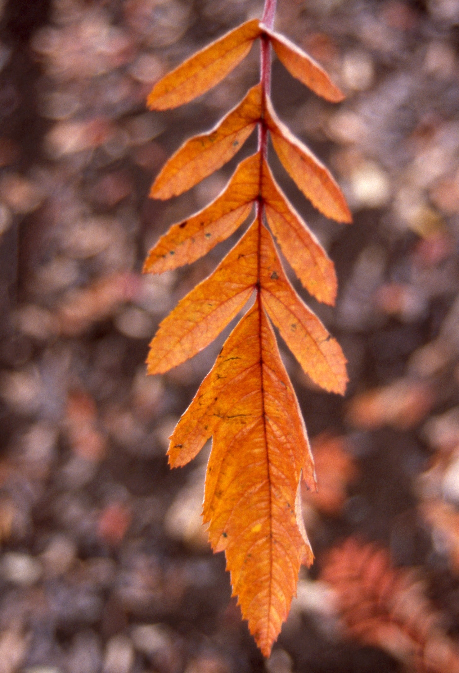 Sorbus thuringiaca Fastigiata Oakleaf Mountainash