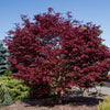 Acer palmatum Fireglow Fireglow Japanese Maple