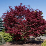 Acer palmatum Fireglow Fireglow Japanese Maple