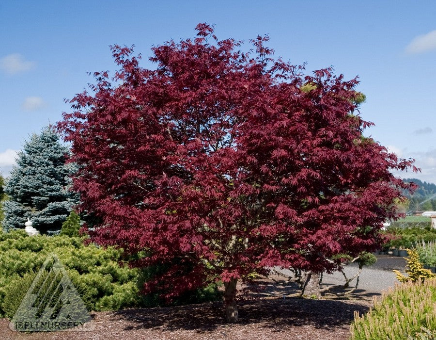 Acer palmatum Fireglow Fireglow Japanese Maple