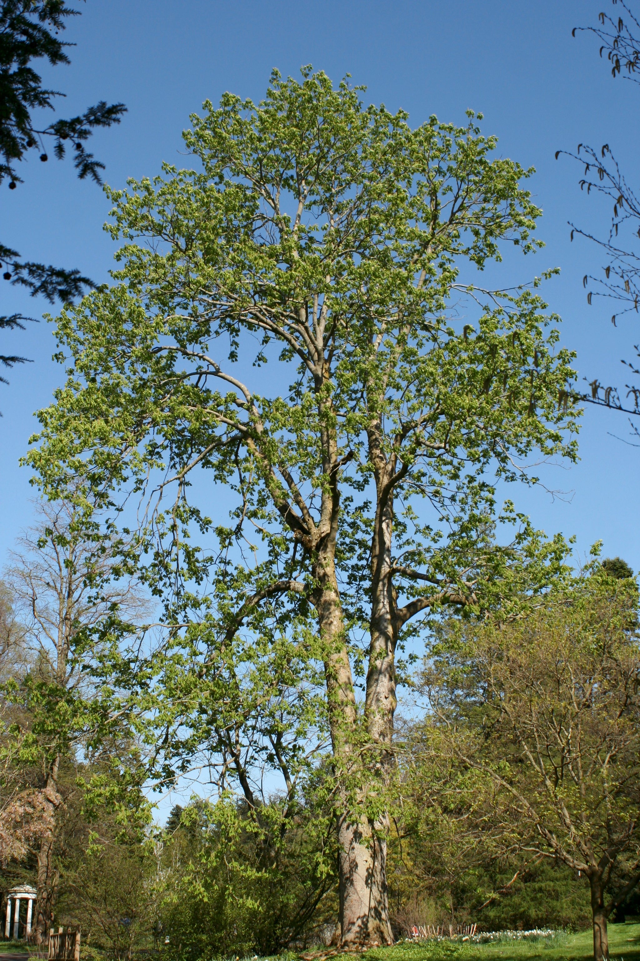 Aesculus flava Yellow Buckeye