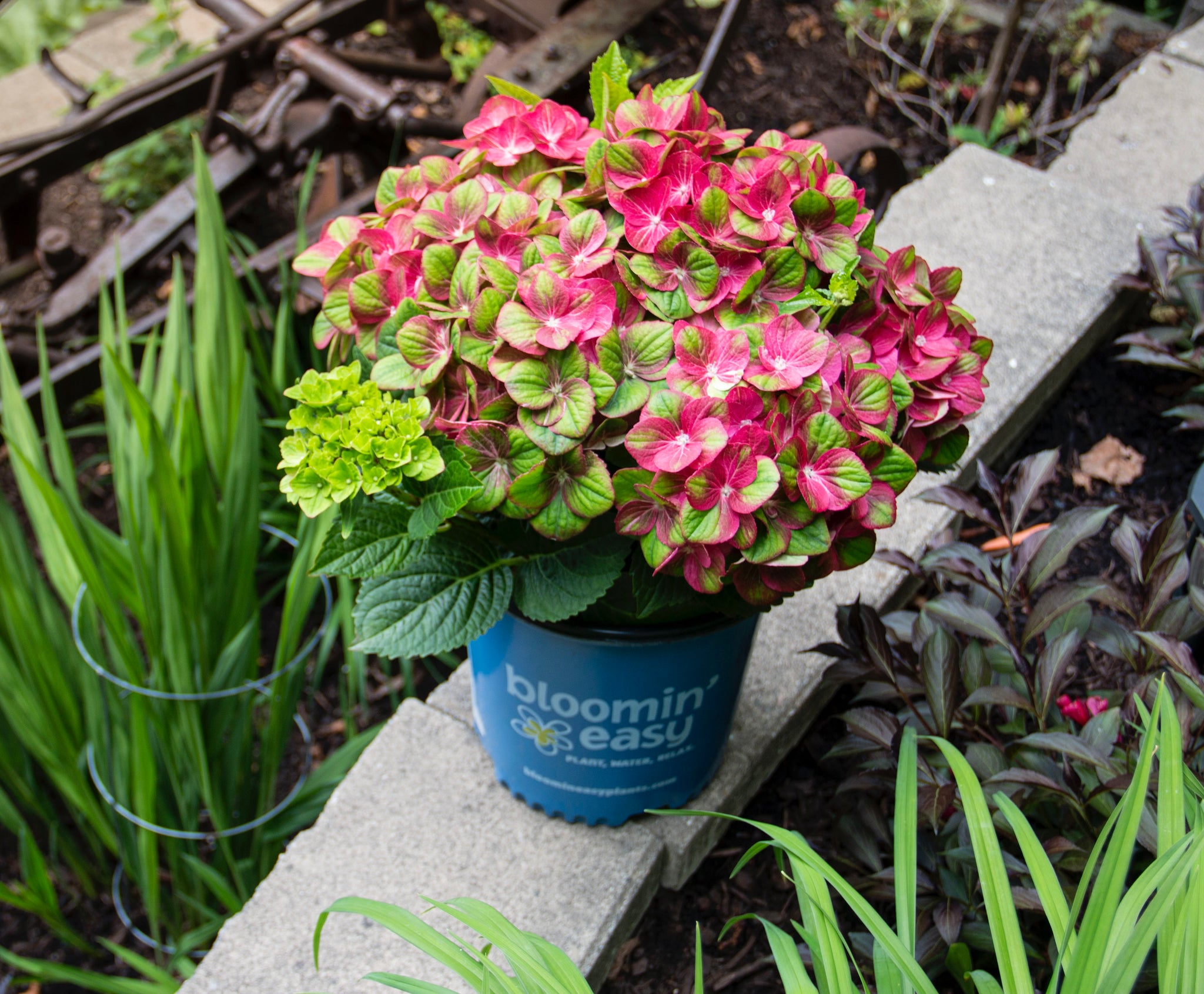 Hydrangea macrophylla Tilt A Swirl QUFU PPAF, CPBRAF Tilt A Swirl Hydrangea