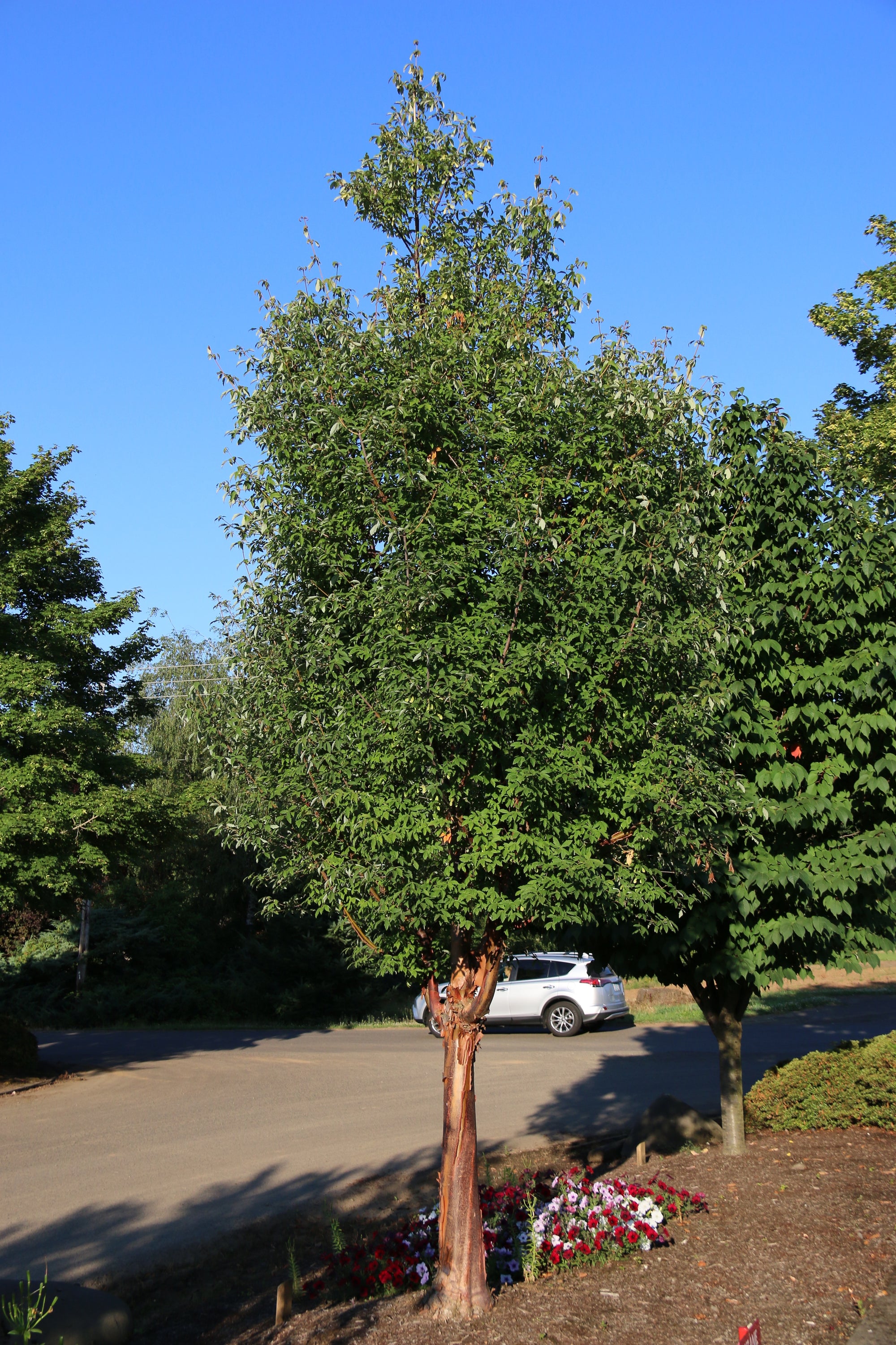 Acer griseum Fireburst JFS KW8AGRI Fireburst Paperbark Maple