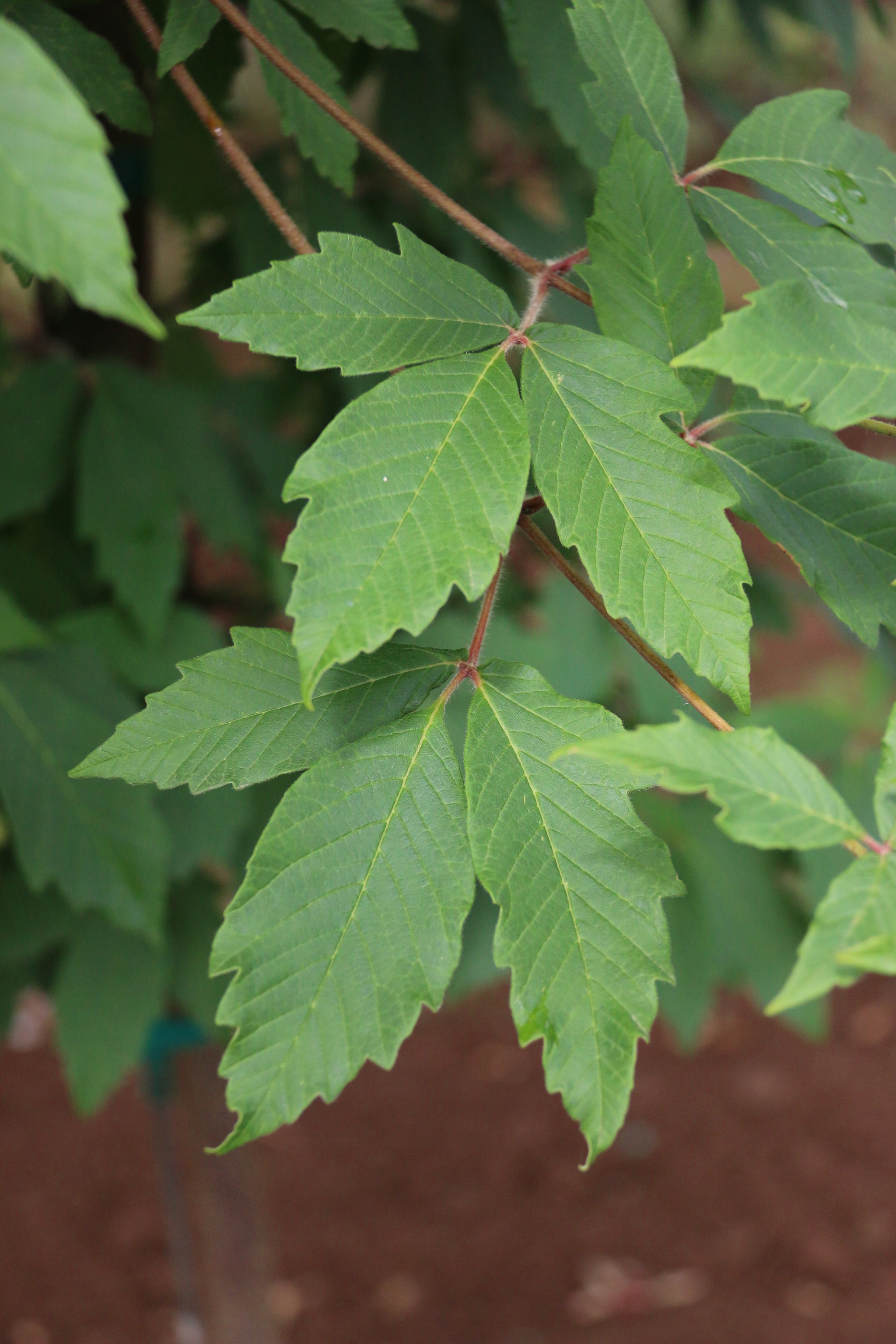 Acer griseum x maximowiczianum Cinnamon Girl Molly Fordham Cinnamon Girl Maple