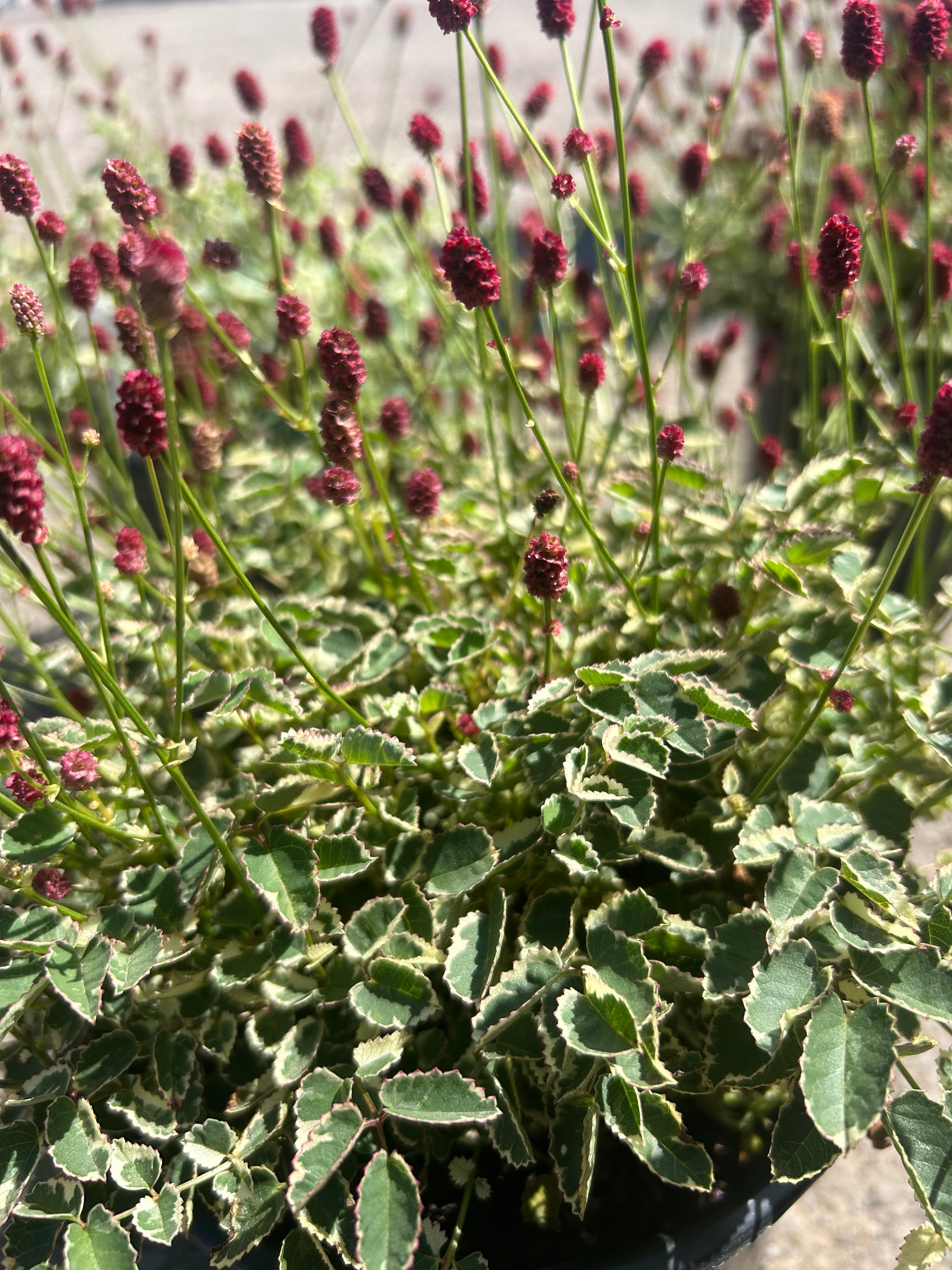 Sanguisorba officinalis var. microcephala Little Angel Dwarf Burnet