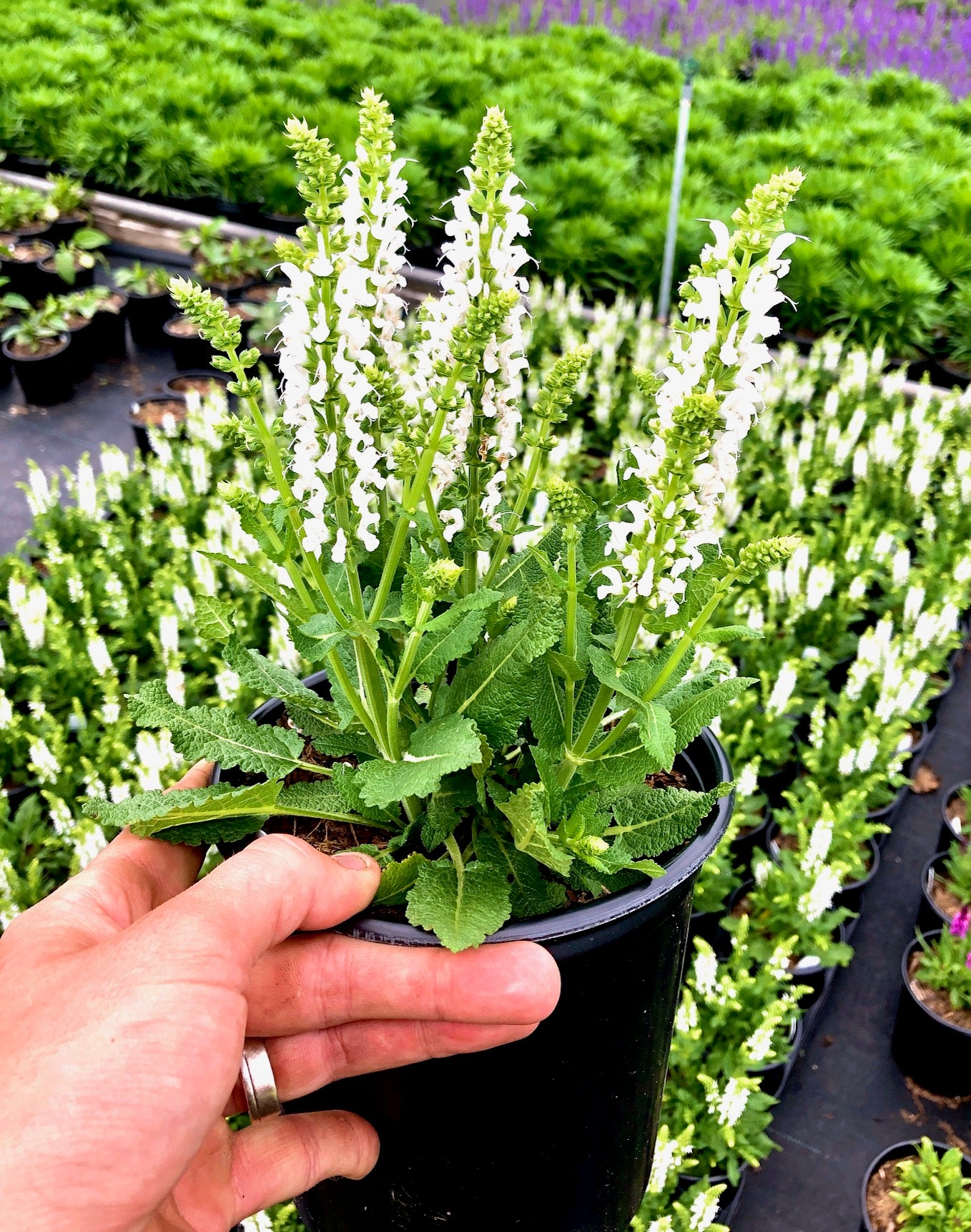 Salvia nemorosa Bumblesky PP30085 Bumblesky Meadow Sage