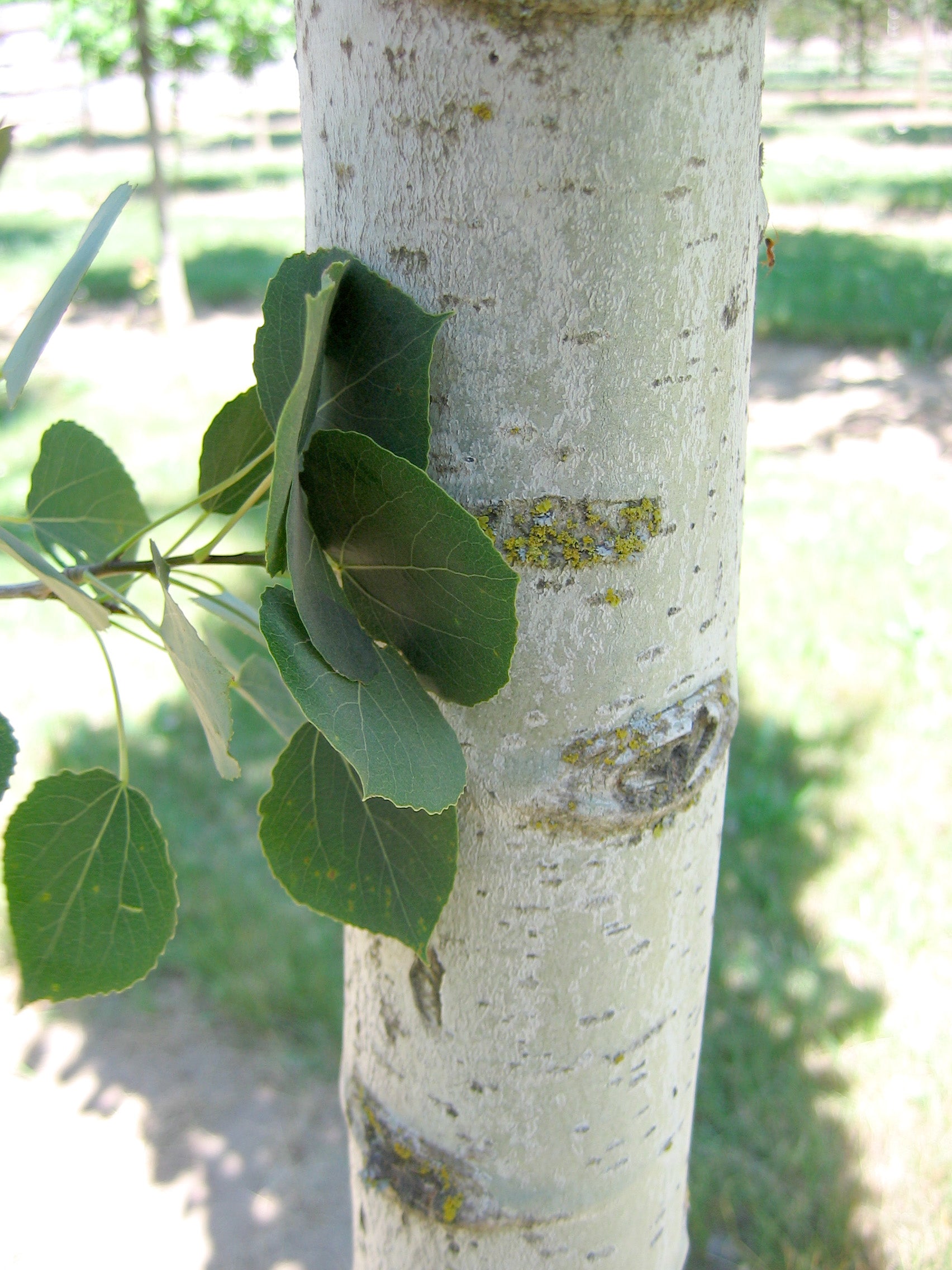 Populus tremuloides Mountain Sentinel JFS Column Mountain Sentinel Poplar