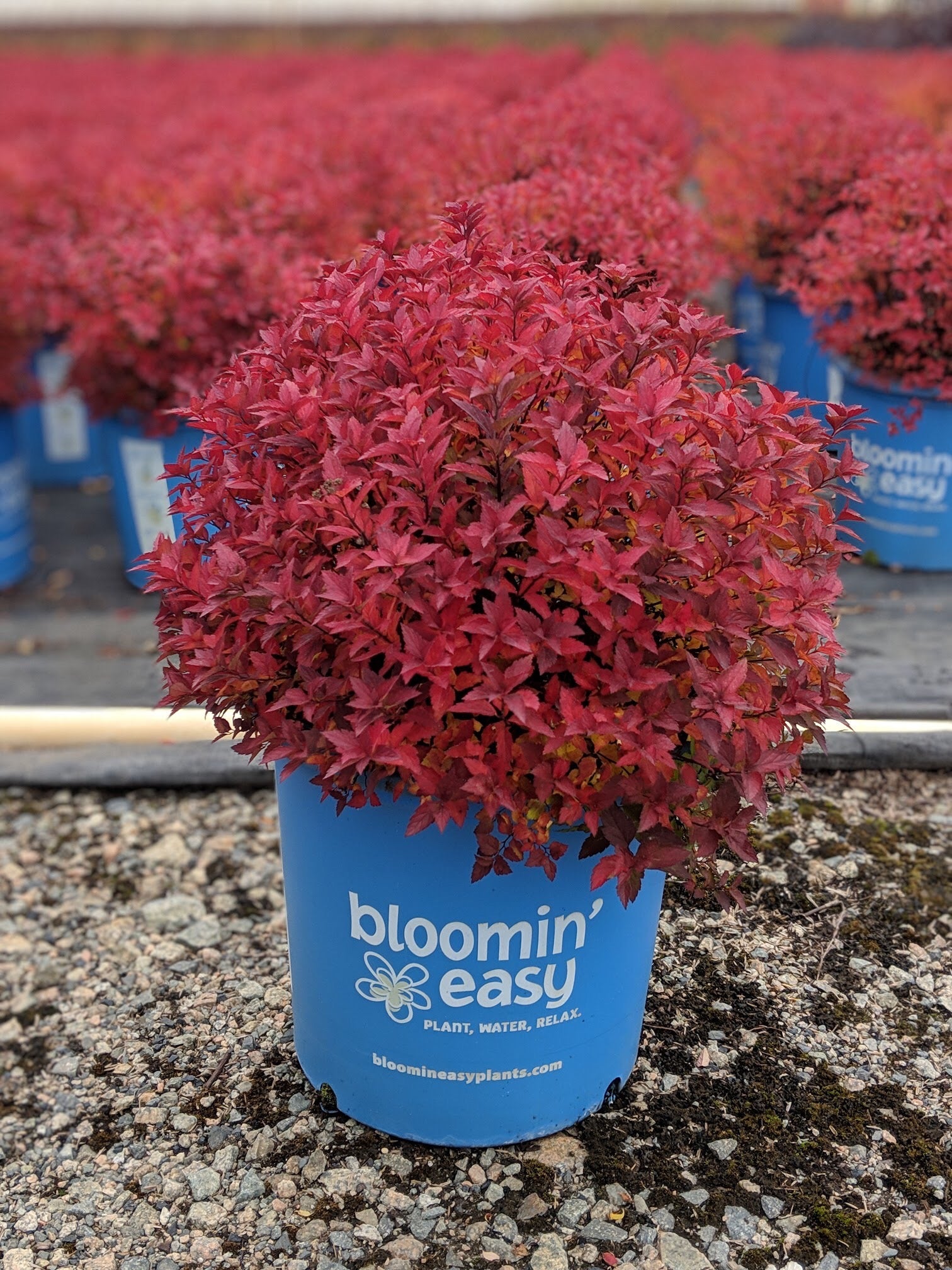 Rainbow Fizz™ Spirea – GardenTap