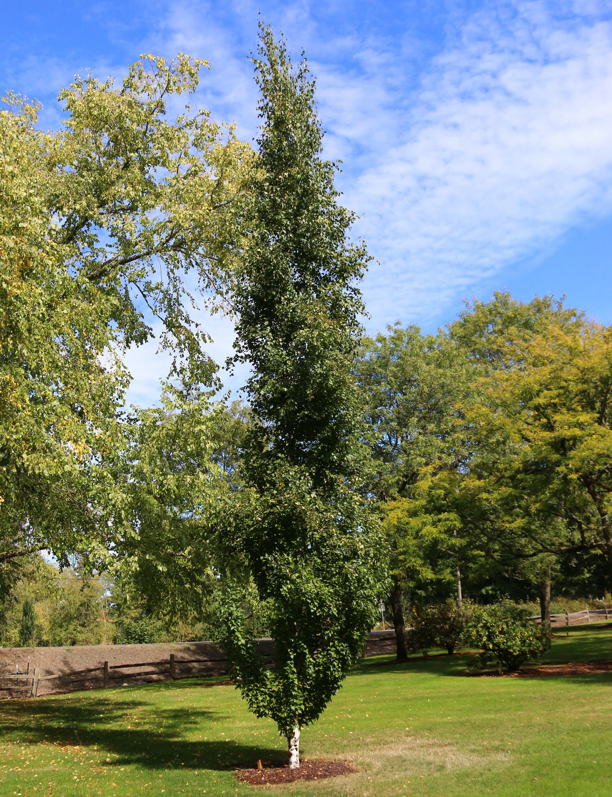 Betula platyphylla Parkland Pillar Jefpark PPAF, CPBRAF Parkland Pillar Asian White Birch