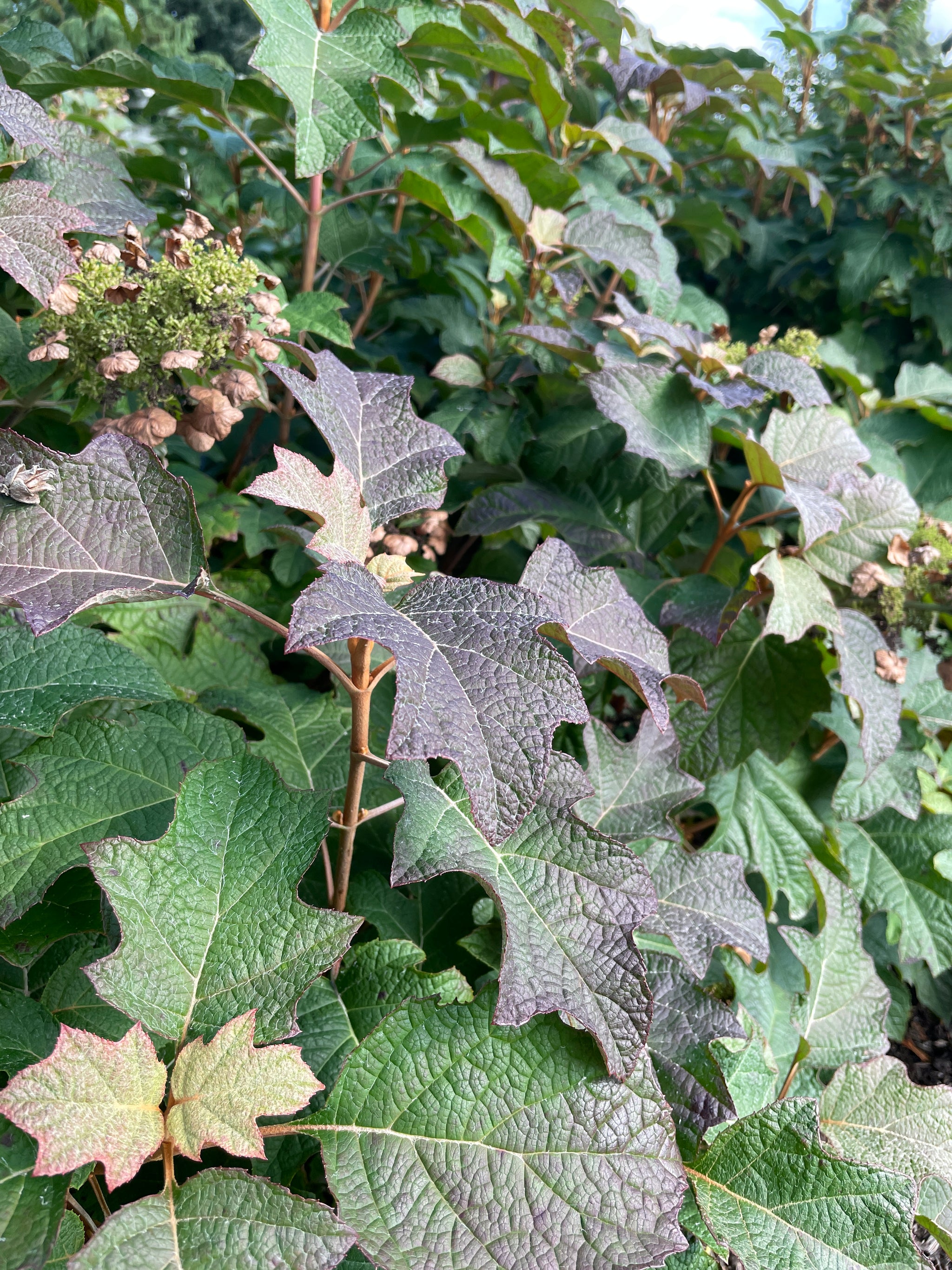 Hydrangea quercifolia Toy Soldier Bocotoso USPPAF, CPBRAF Toy Soldier Oakleaf Hydrangea