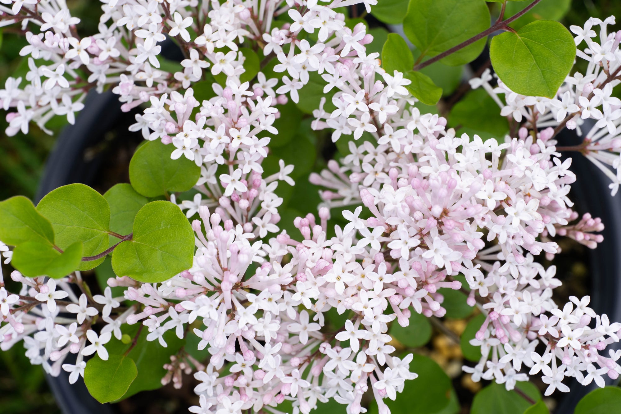 Syringa meyeri Pearl Potion JDB123WHITEHOUSE USPP31664, CPBRAF Pearl Potion