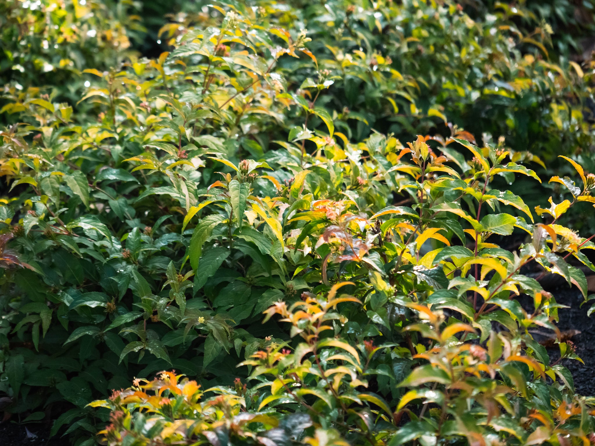 Diervilla splendens Firefly Bokofire PPAF Firefly Bush Honeysuckle