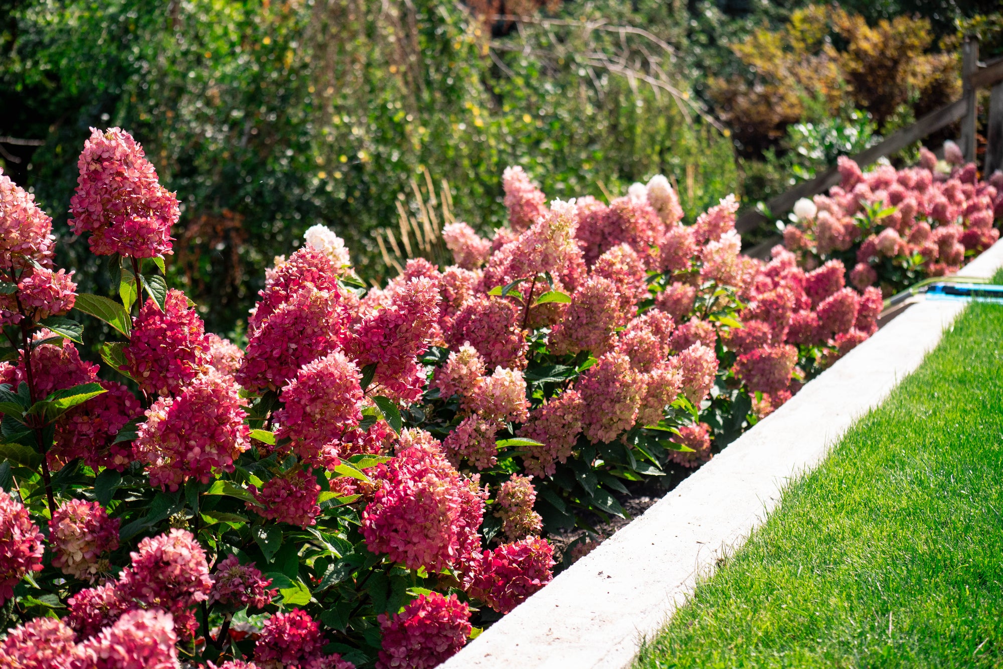 Hydrangea paniculata Bouncy Bokomabou PPAF Bouncy Panicle Hydrangea