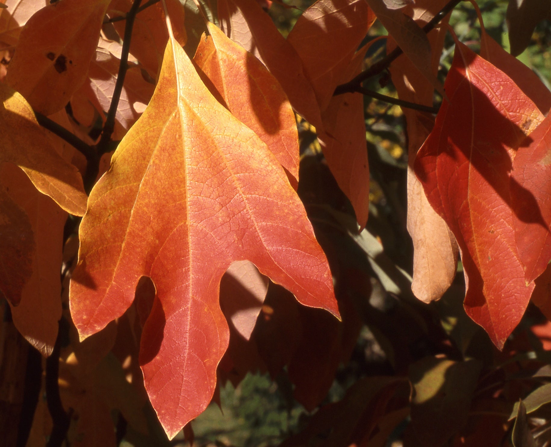 Sassafras albidum Sassafras