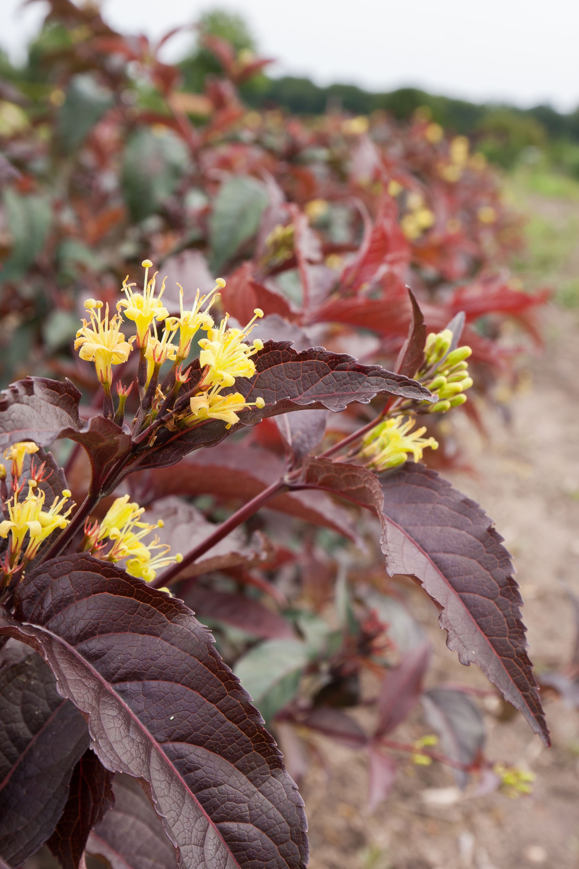 Diervilla splendens Firefly Nightglow El Madrigal PP28060 Firefly Nightglow Bush Honeysuckle