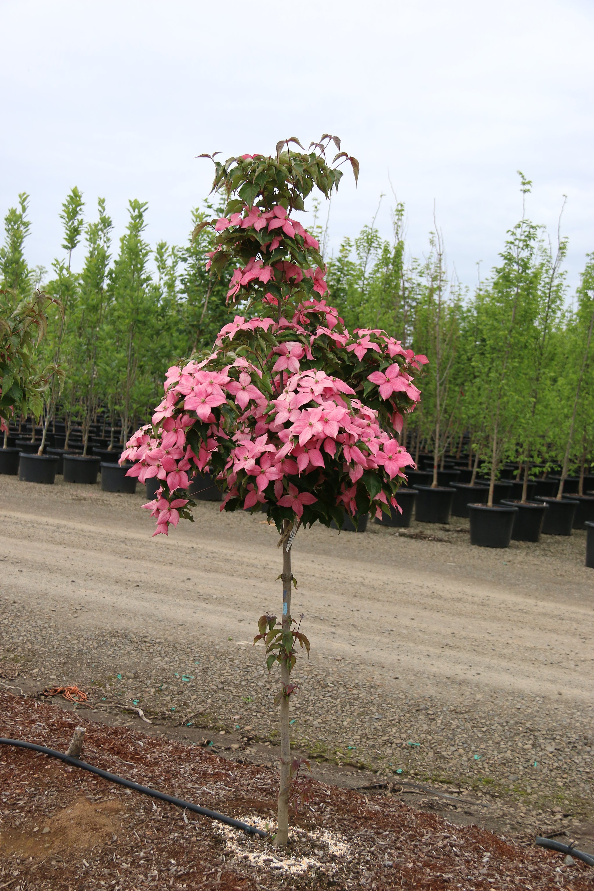 Cornus kousa Scarlet Fire Rutpink PP28311 Scarlet Fire Dogwood