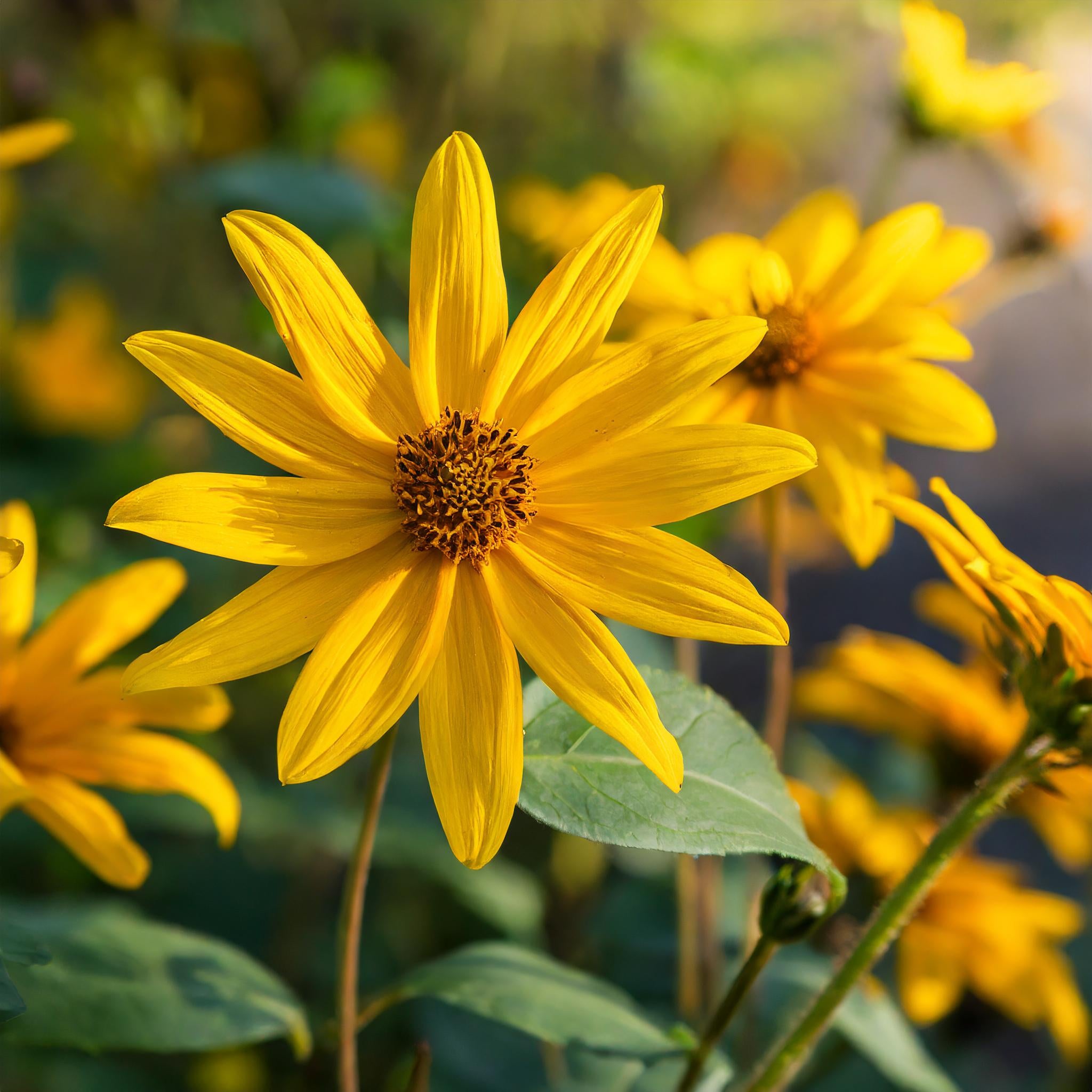 Jerusalem Artichoke