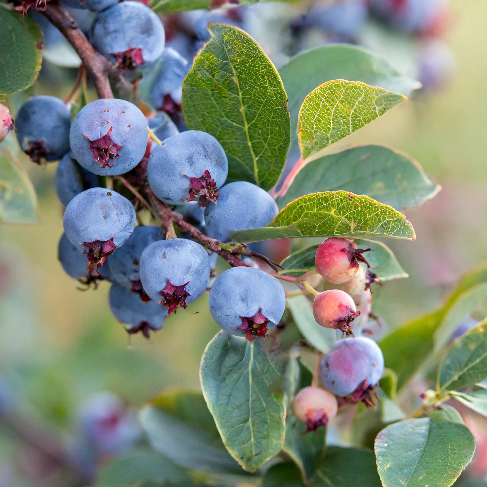 Honeywood Saskatoon Berry