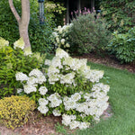 Bobo® Hydrangea