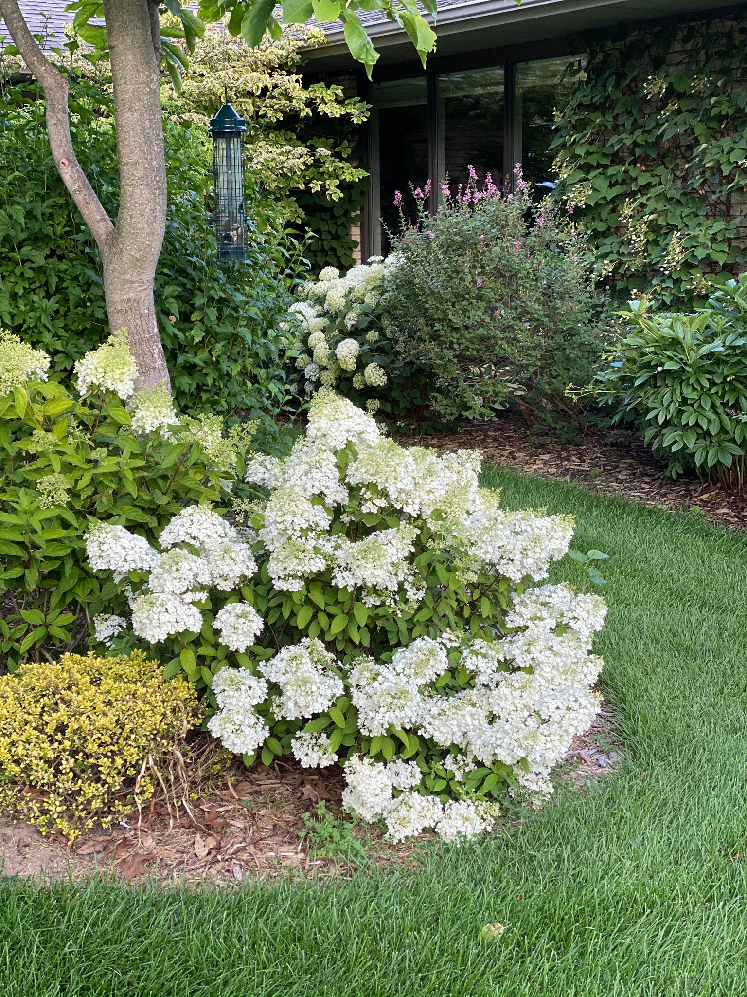 Bobo® Hydrangea