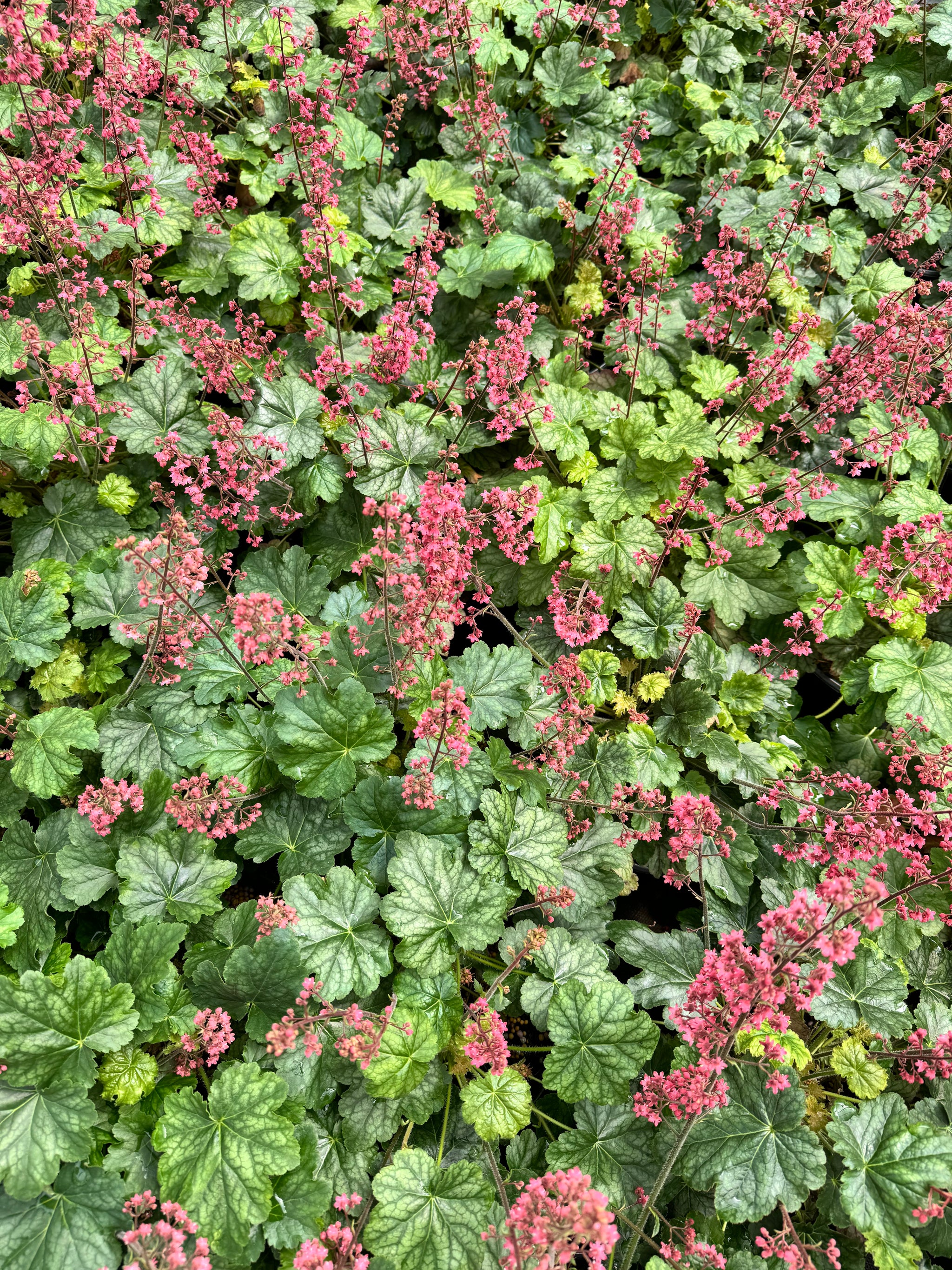 Coral Bells