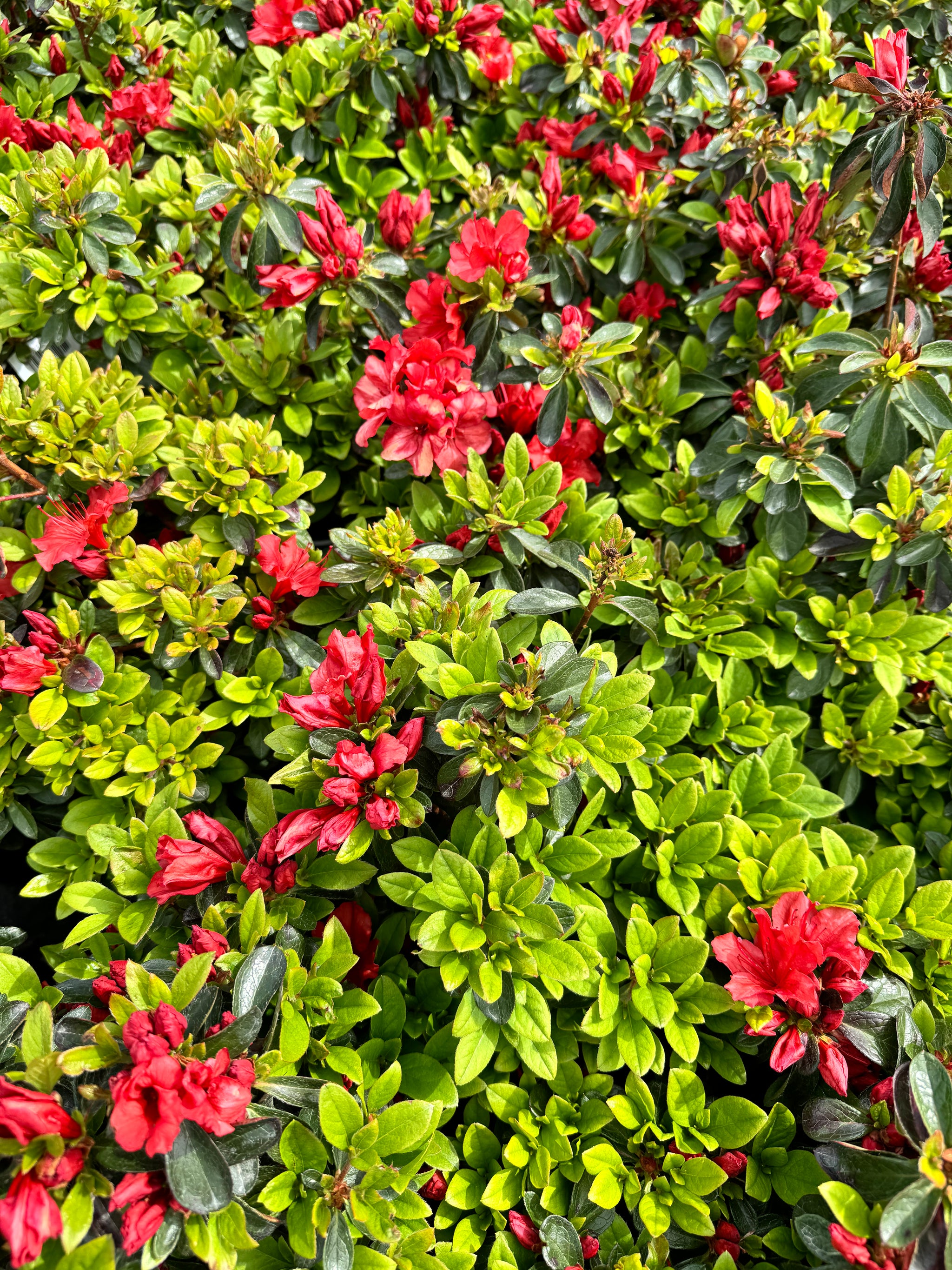 Girard's Hot Shot Azalea