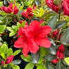 Girard's Hot Shot Azalea