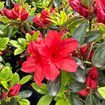 Girard's Hot Shot Azalea