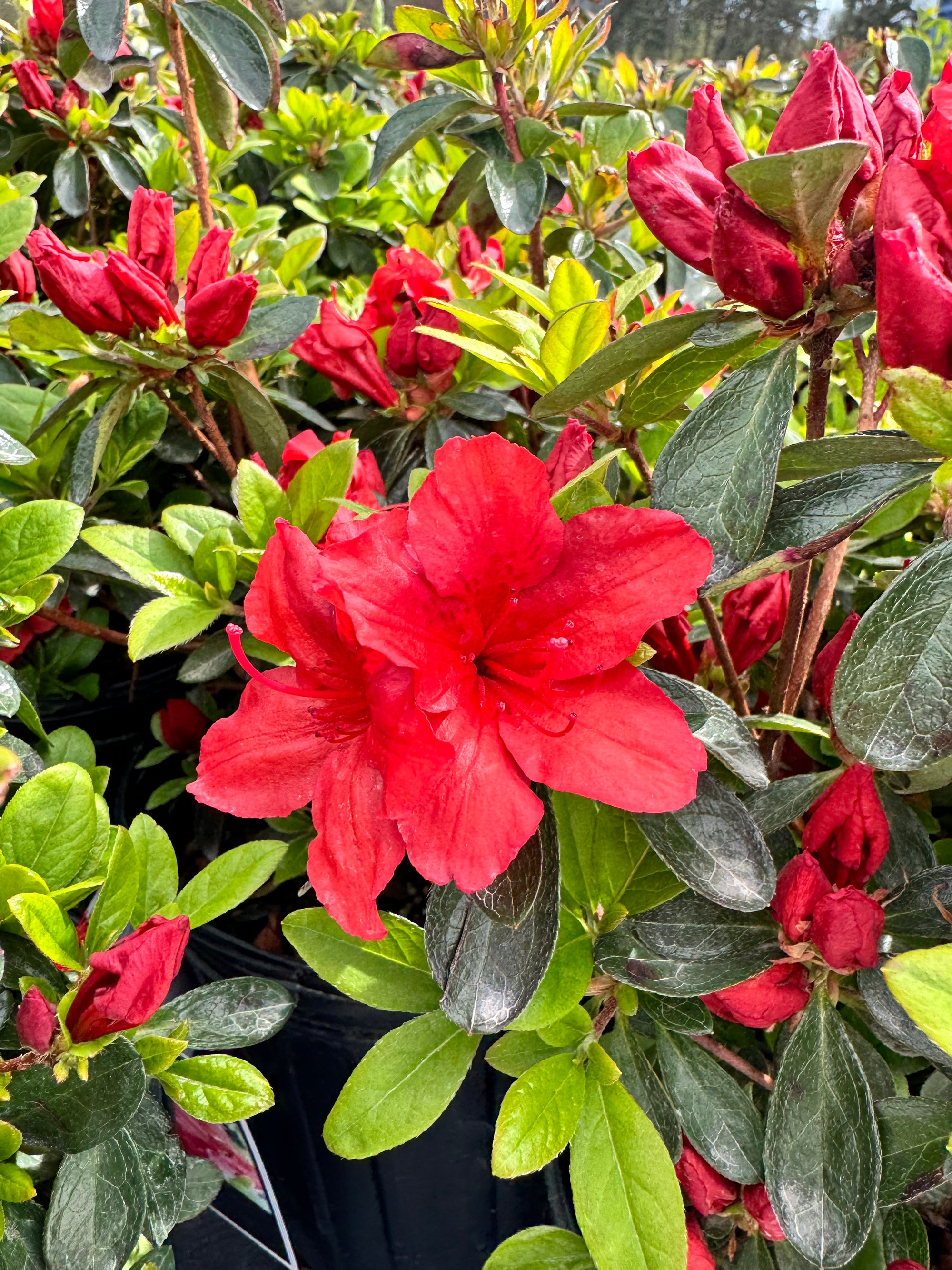 Girard's Hot Shot Azalea