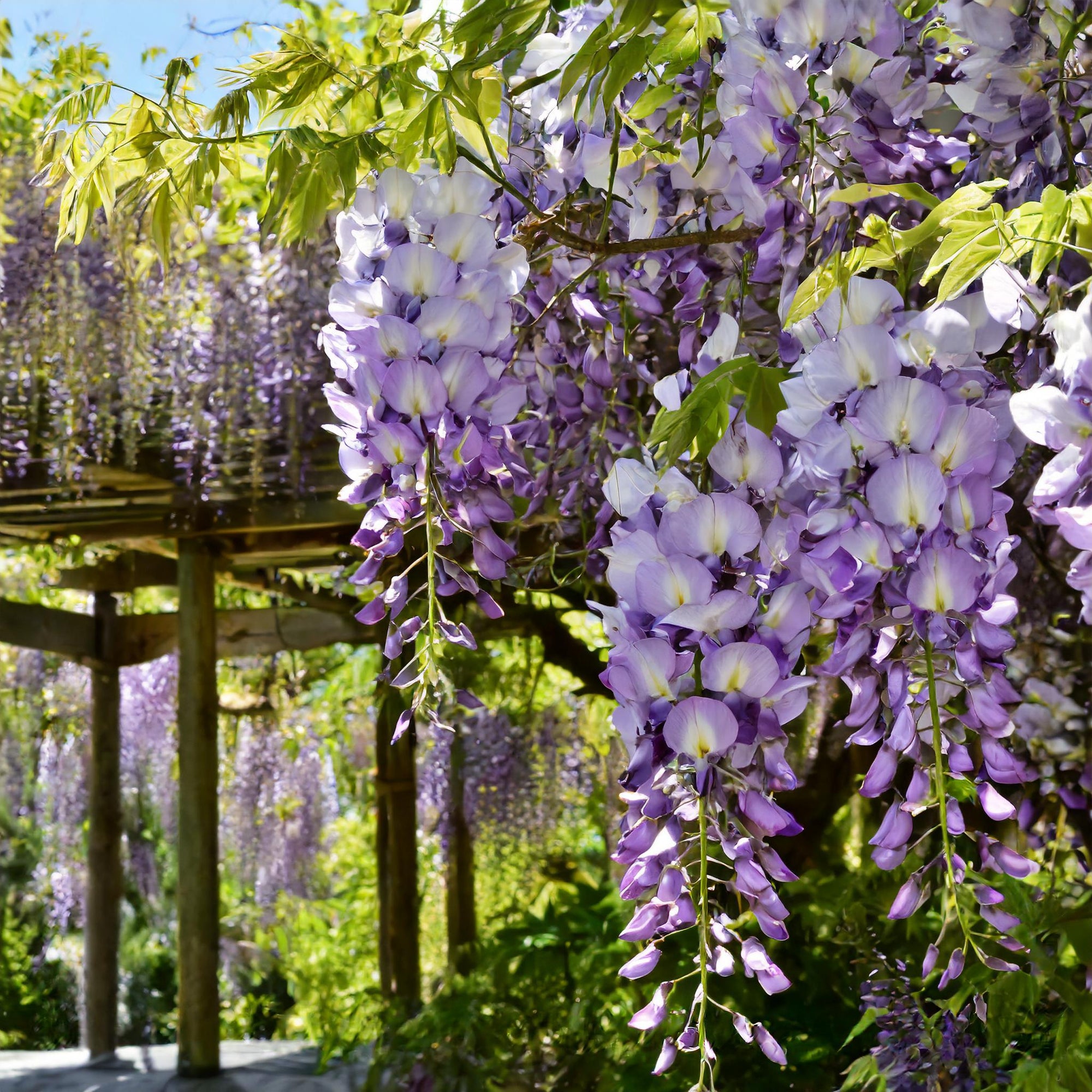 Japanese Wisteria