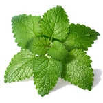 Lemon Balm