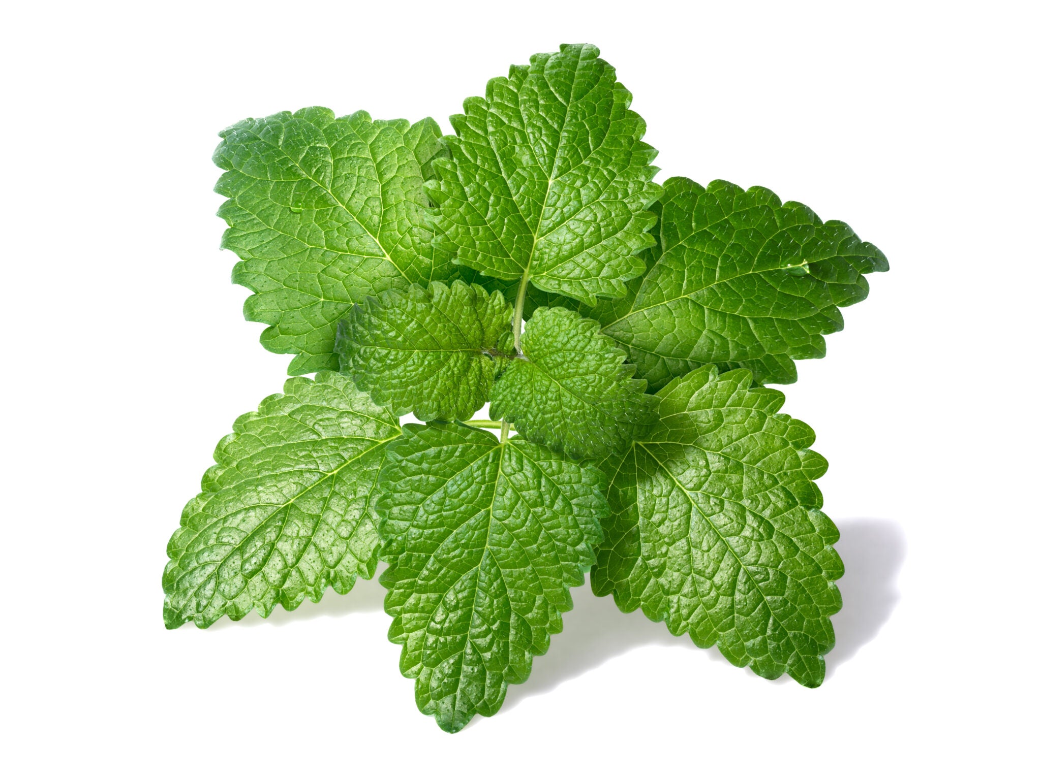 Lemon Balm