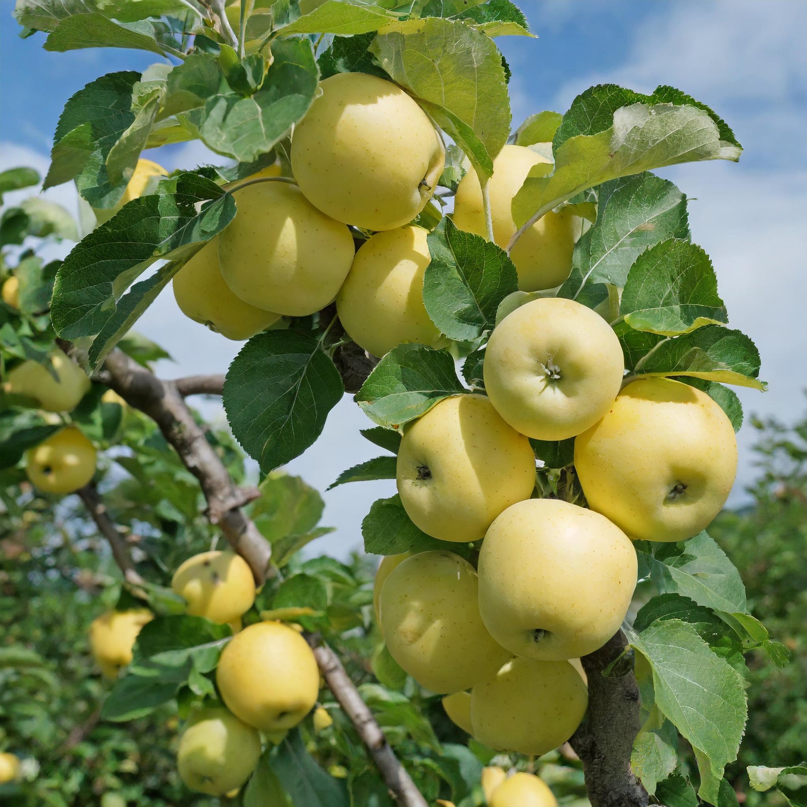 Yellow Transparent Apple