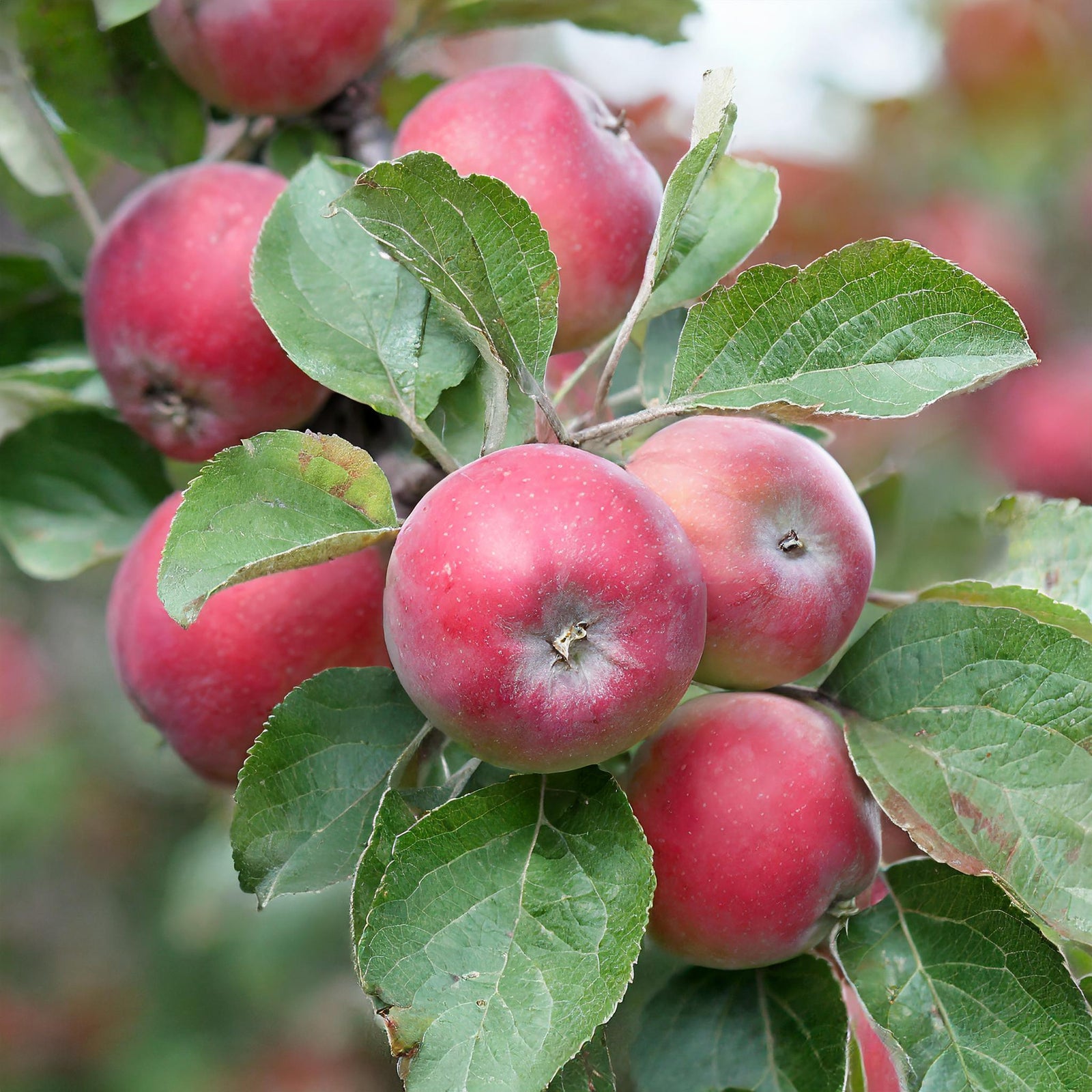 Scarlet Sentinel Apple